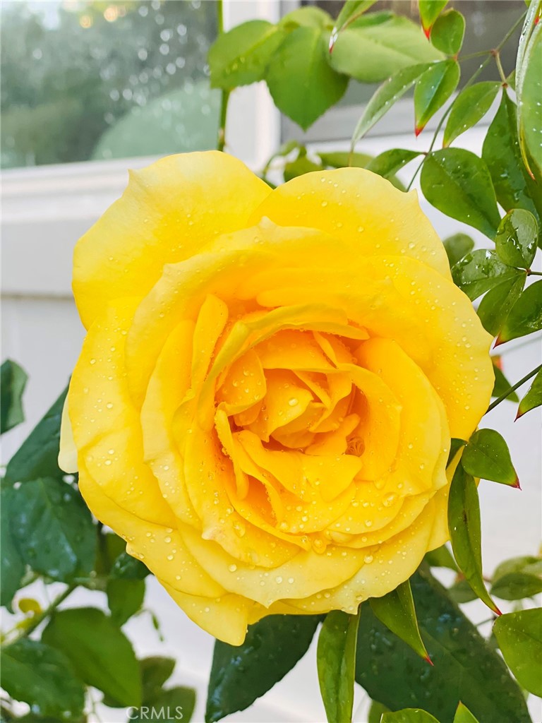 25241 Via Piedra Blanca