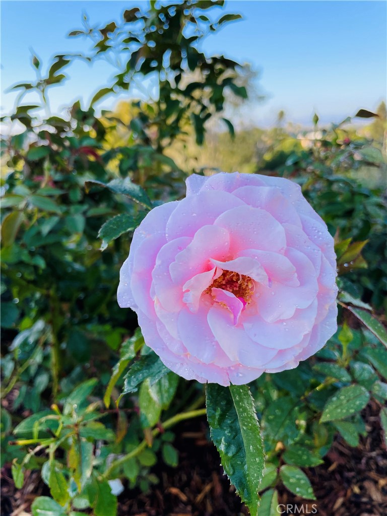 25241 Via Piedra Blanca