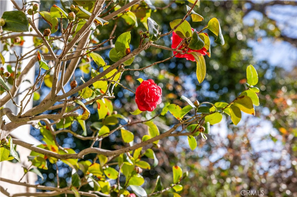 22846 Belquest Drive