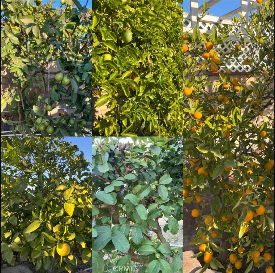 1517 Eldertree Drive