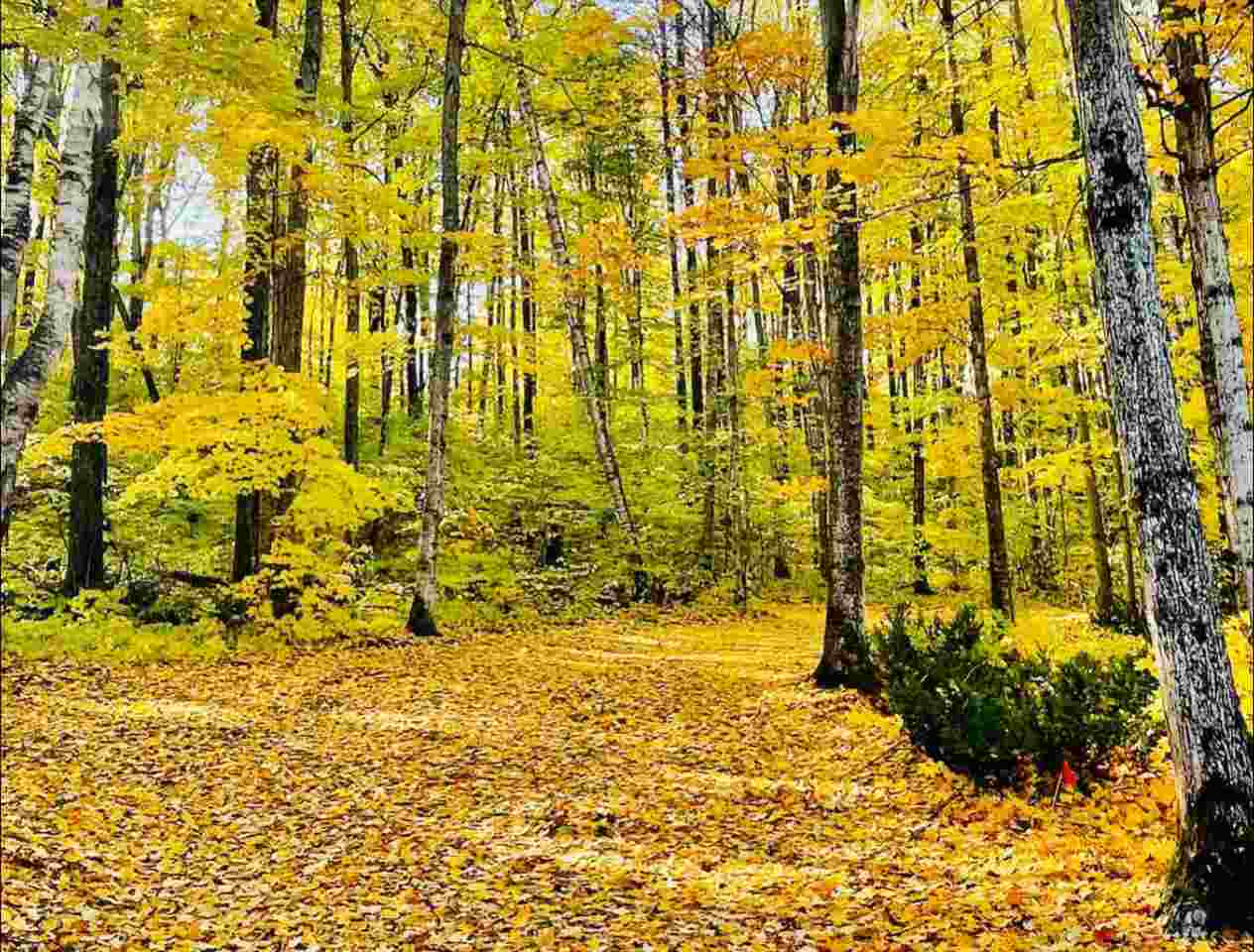 1941 Limberlost Lane Unit: 6