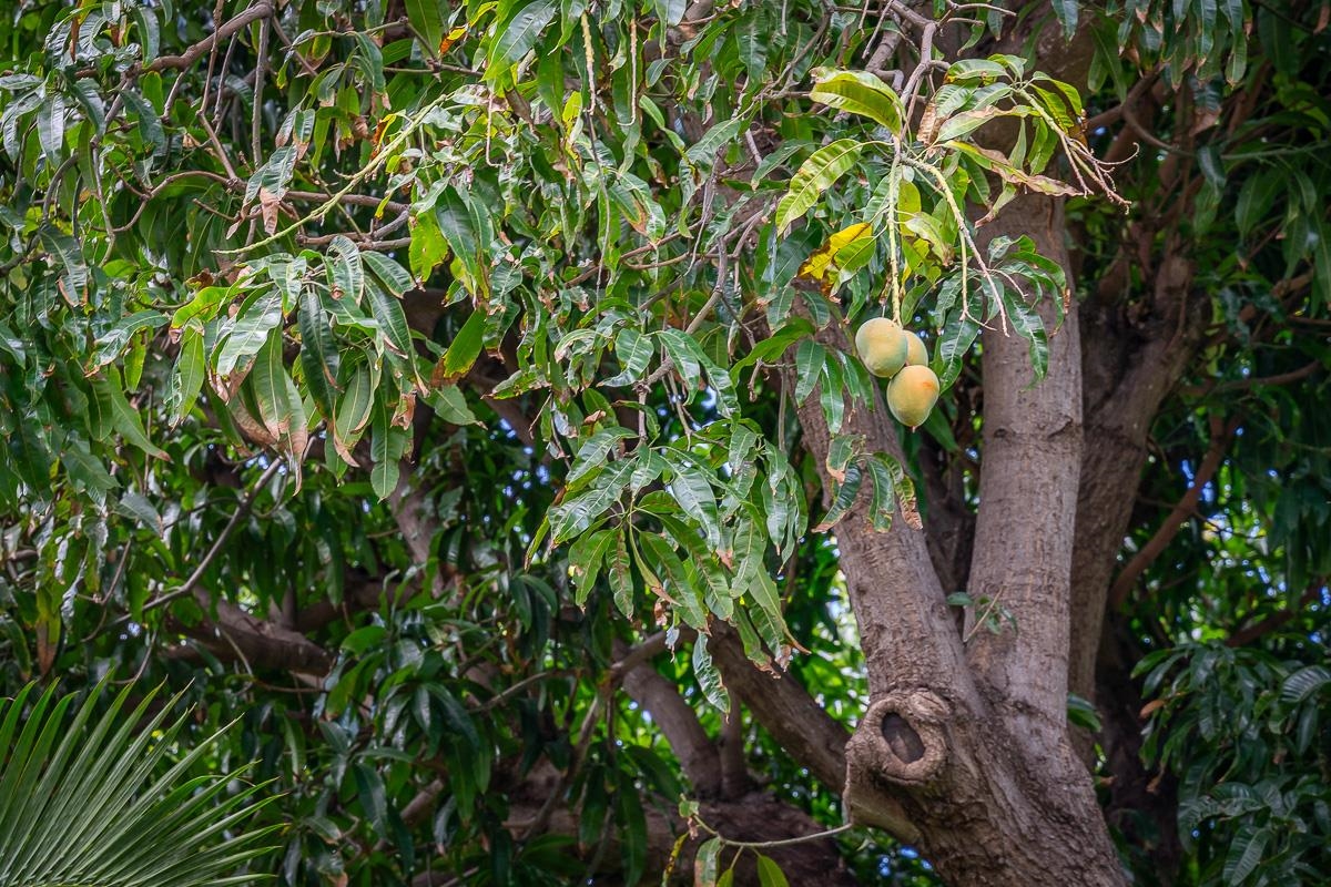 1299 ULUNIU Rd Unit: 103E