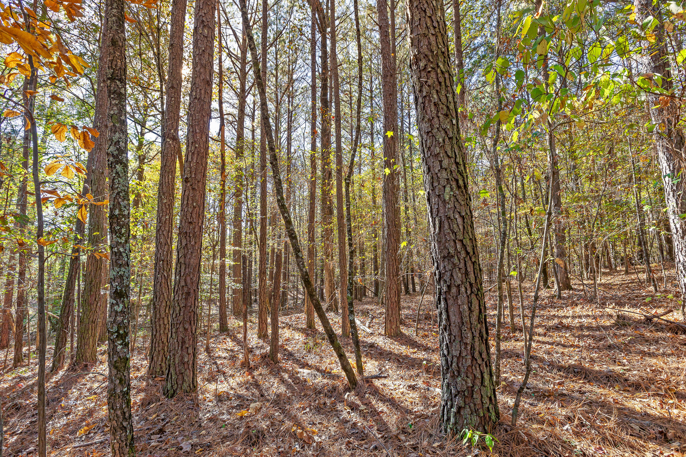 1492 Brymer Creek Road, McDonald