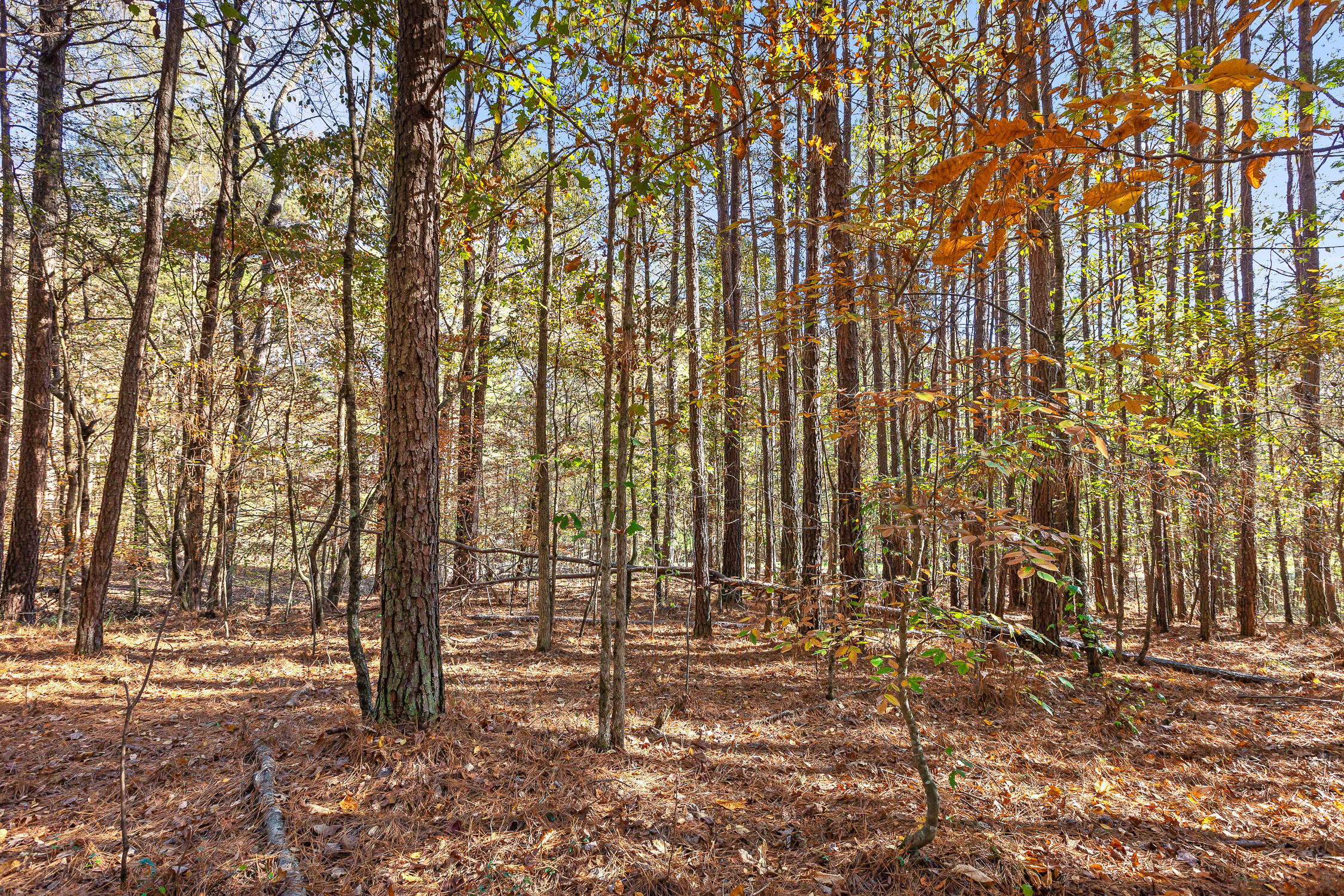 1492 Brymer Creek Road, McDonald