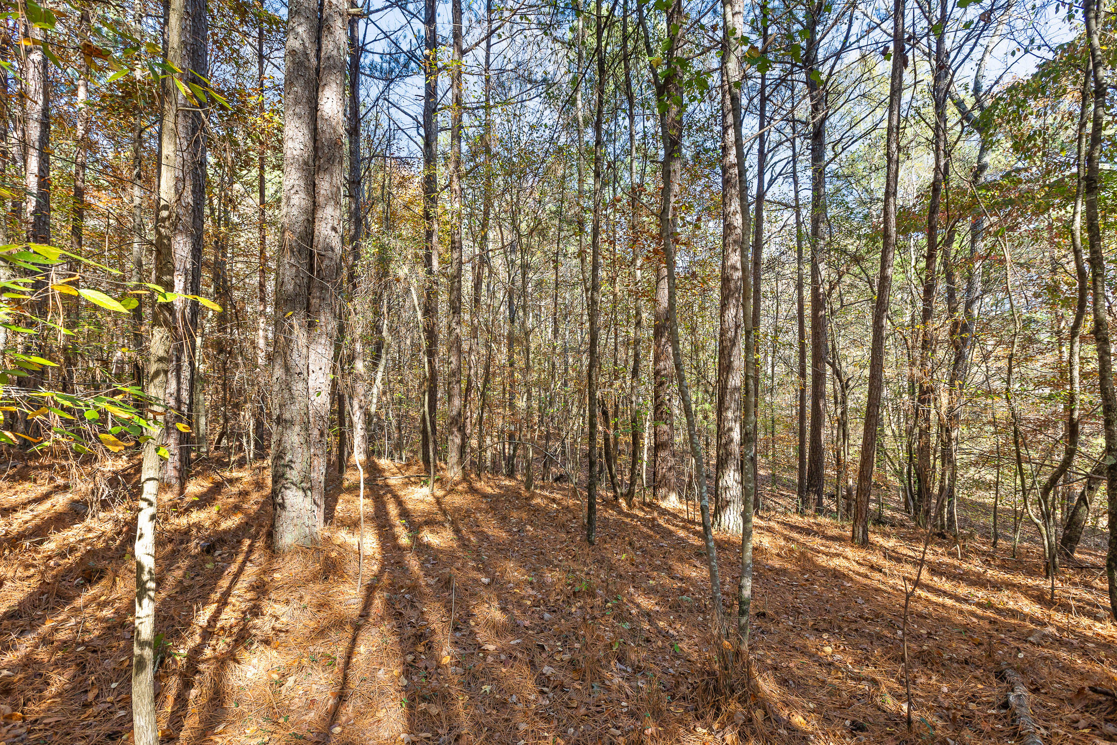 1492 Brymer Creek Road, McDonald