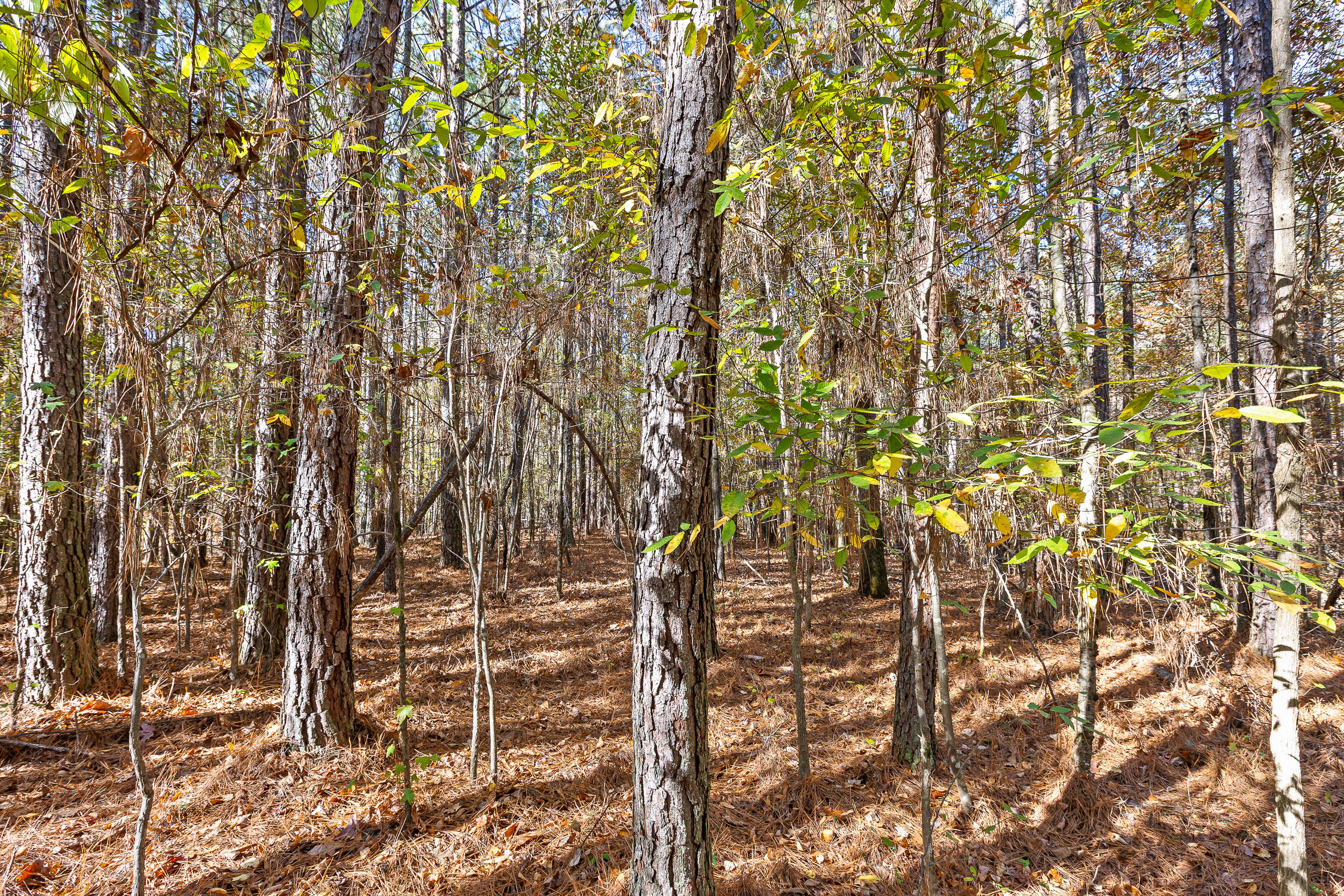 1492 Brymer Creek Road, McDonald
