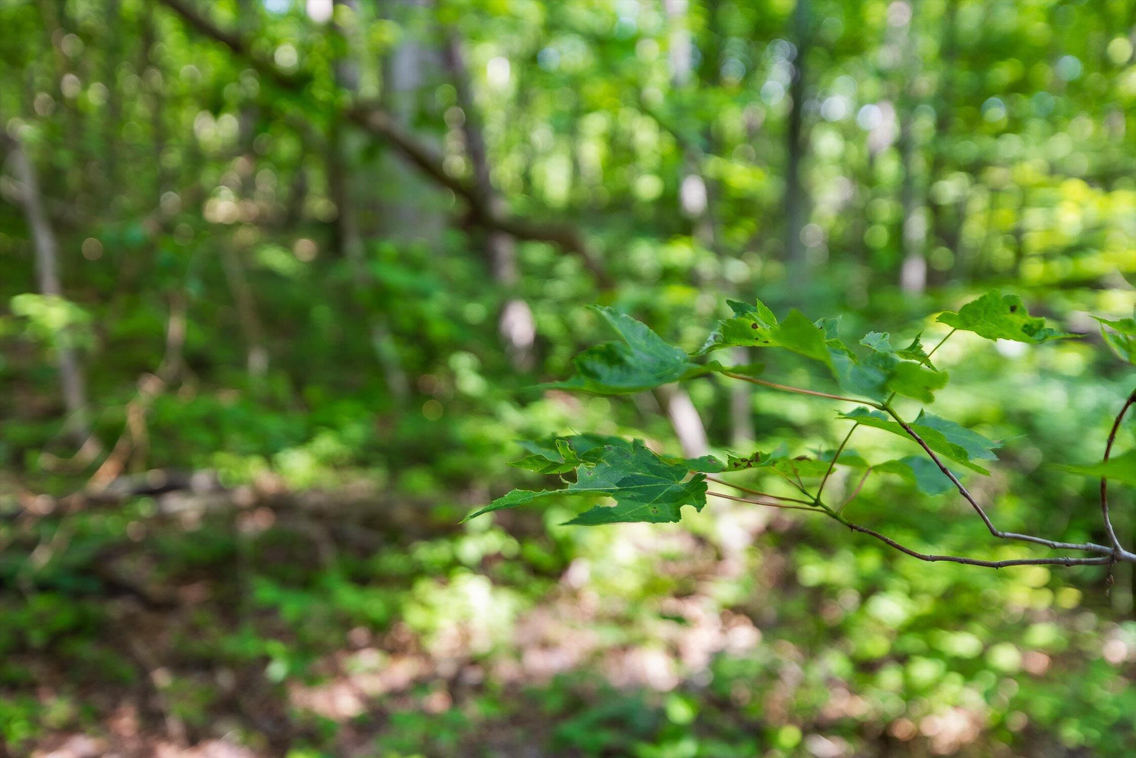 4300 Pocket Road, Whitwell