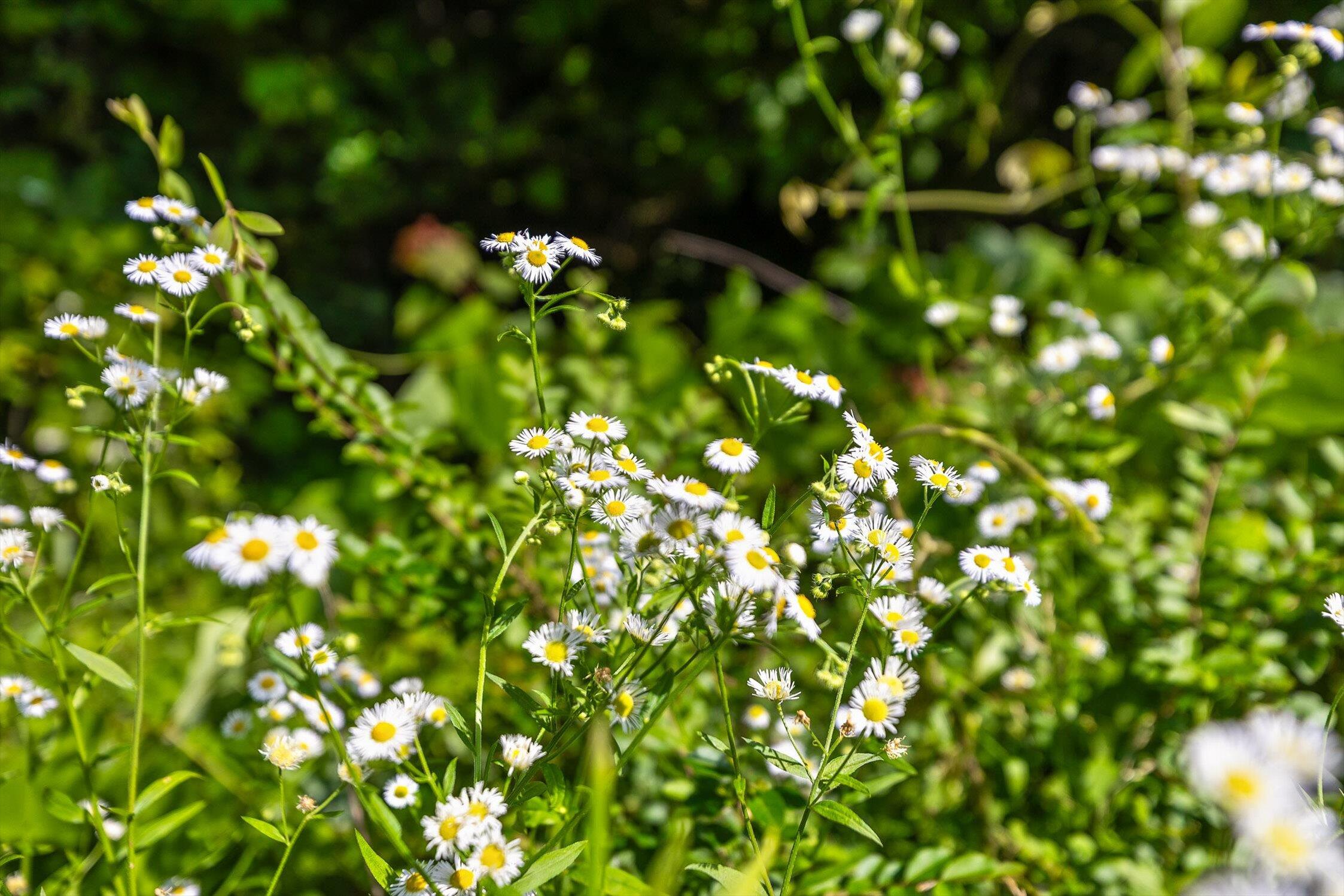 4300 Pocket Road, Whitwell