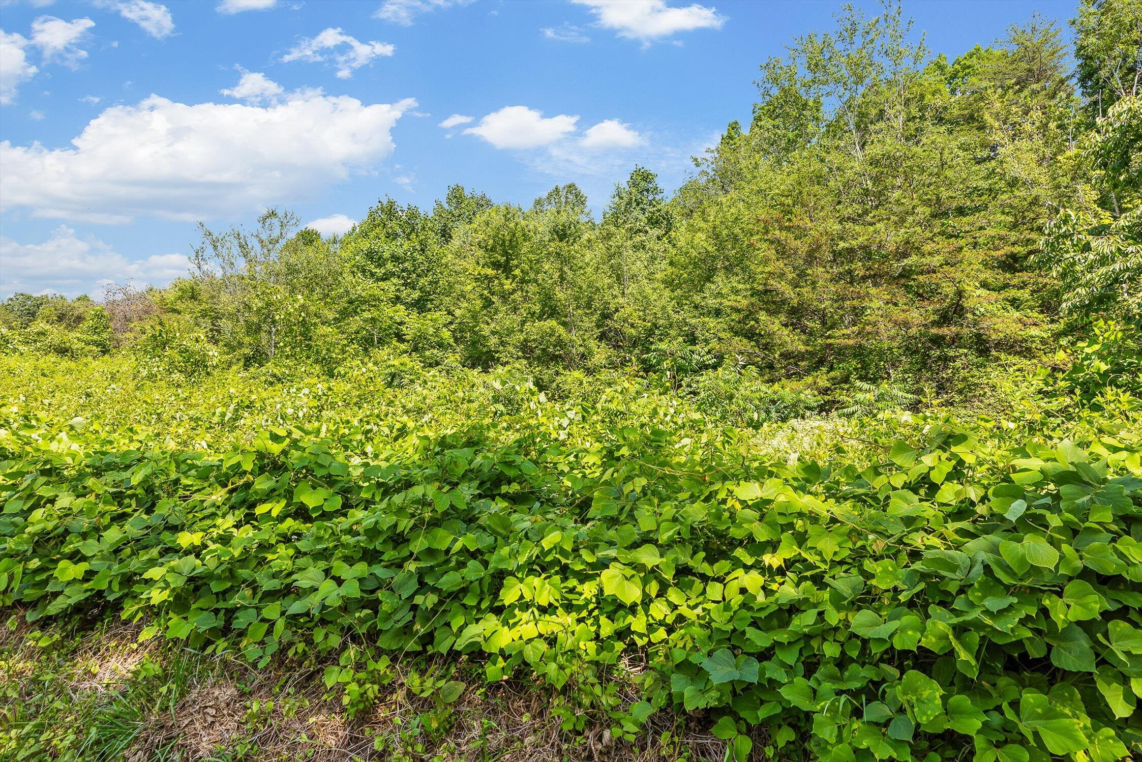 4300 Pocket Road, Whitwell