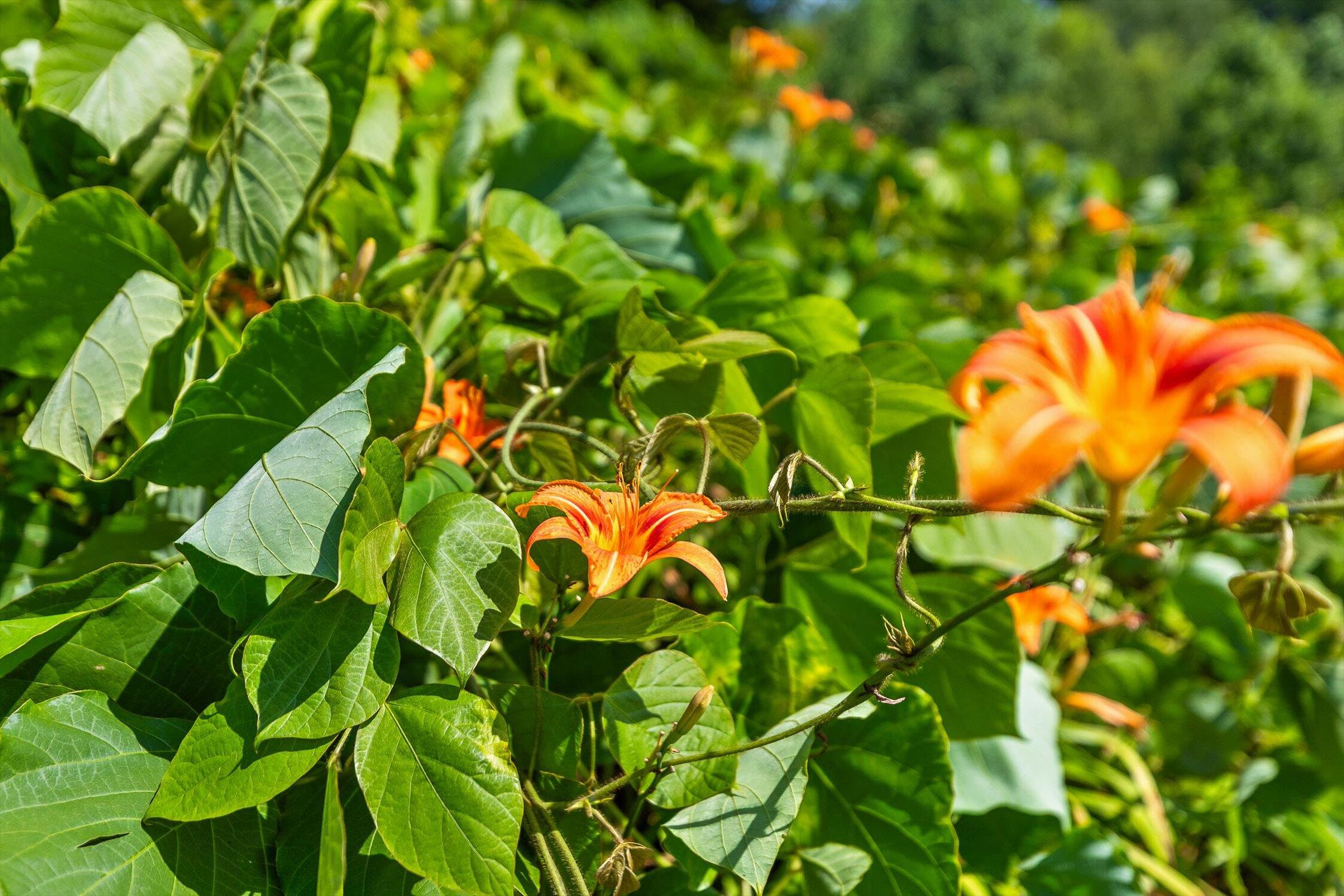 4300 Pocket Road, Whitwell