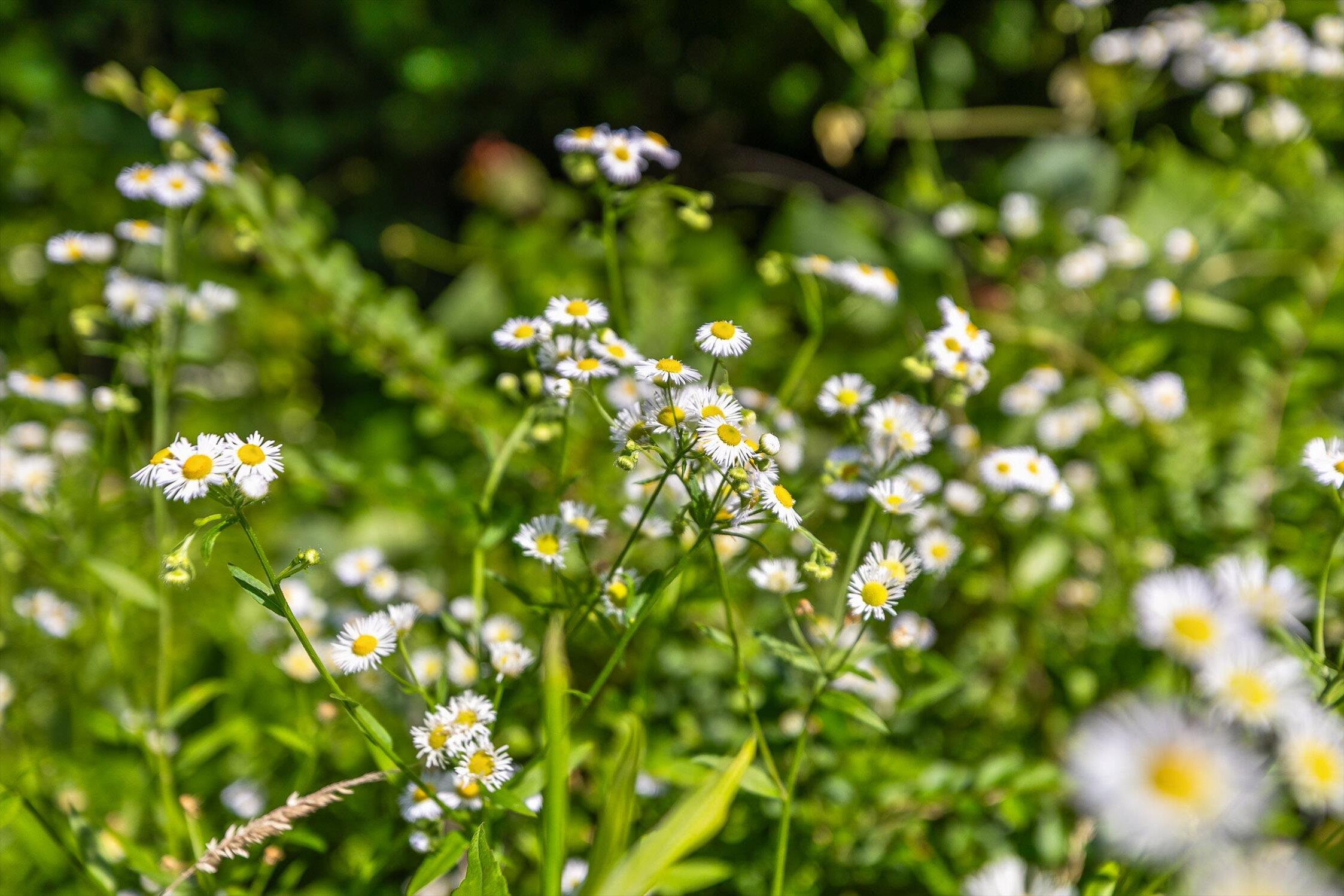 4300 Pocket Road, Whitwell