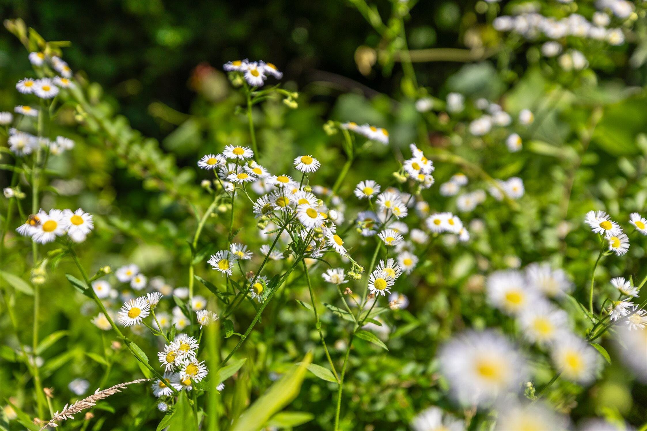 4300 Pocket Road, Whitwell