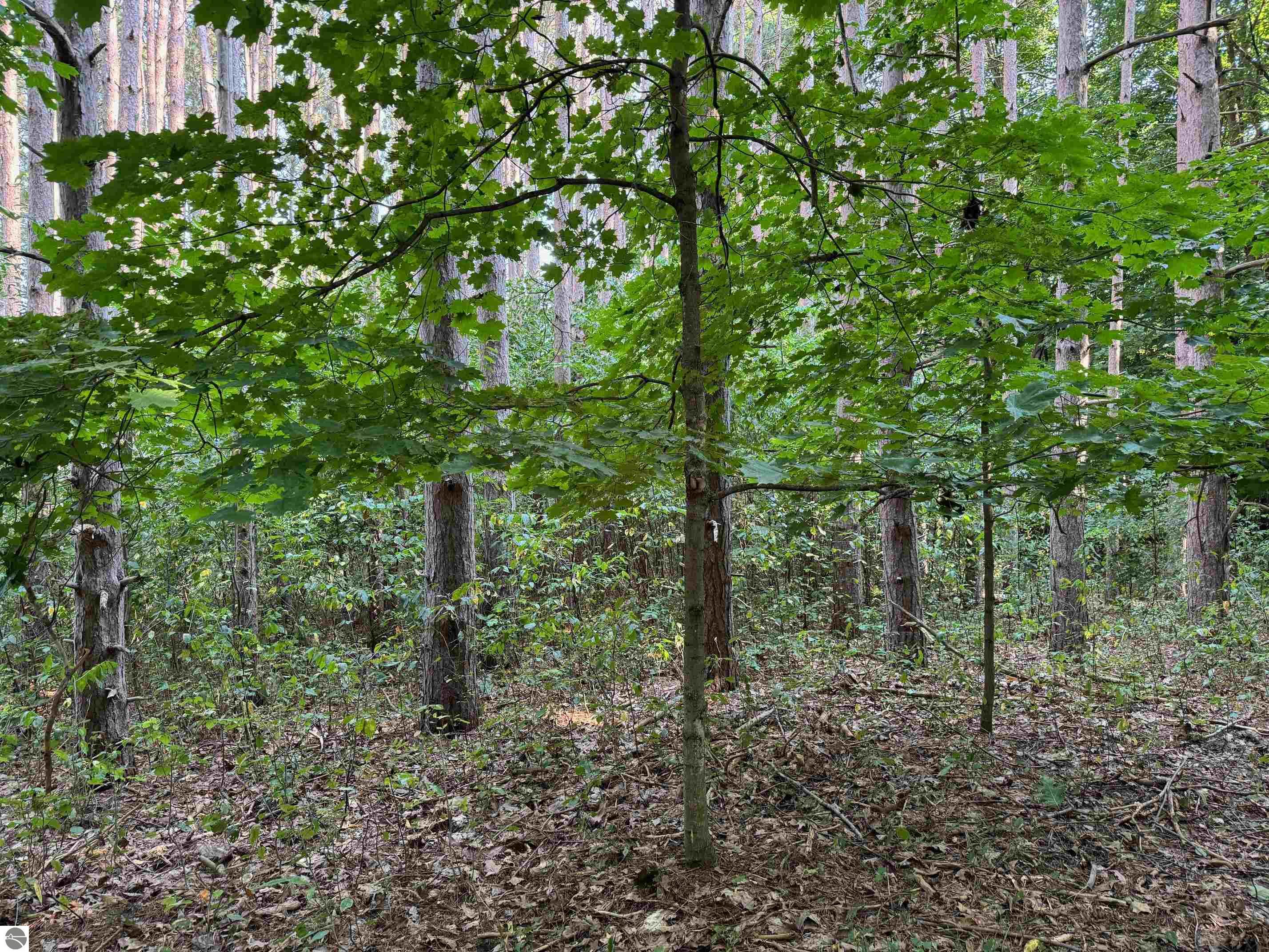0 S Benzonia Trail