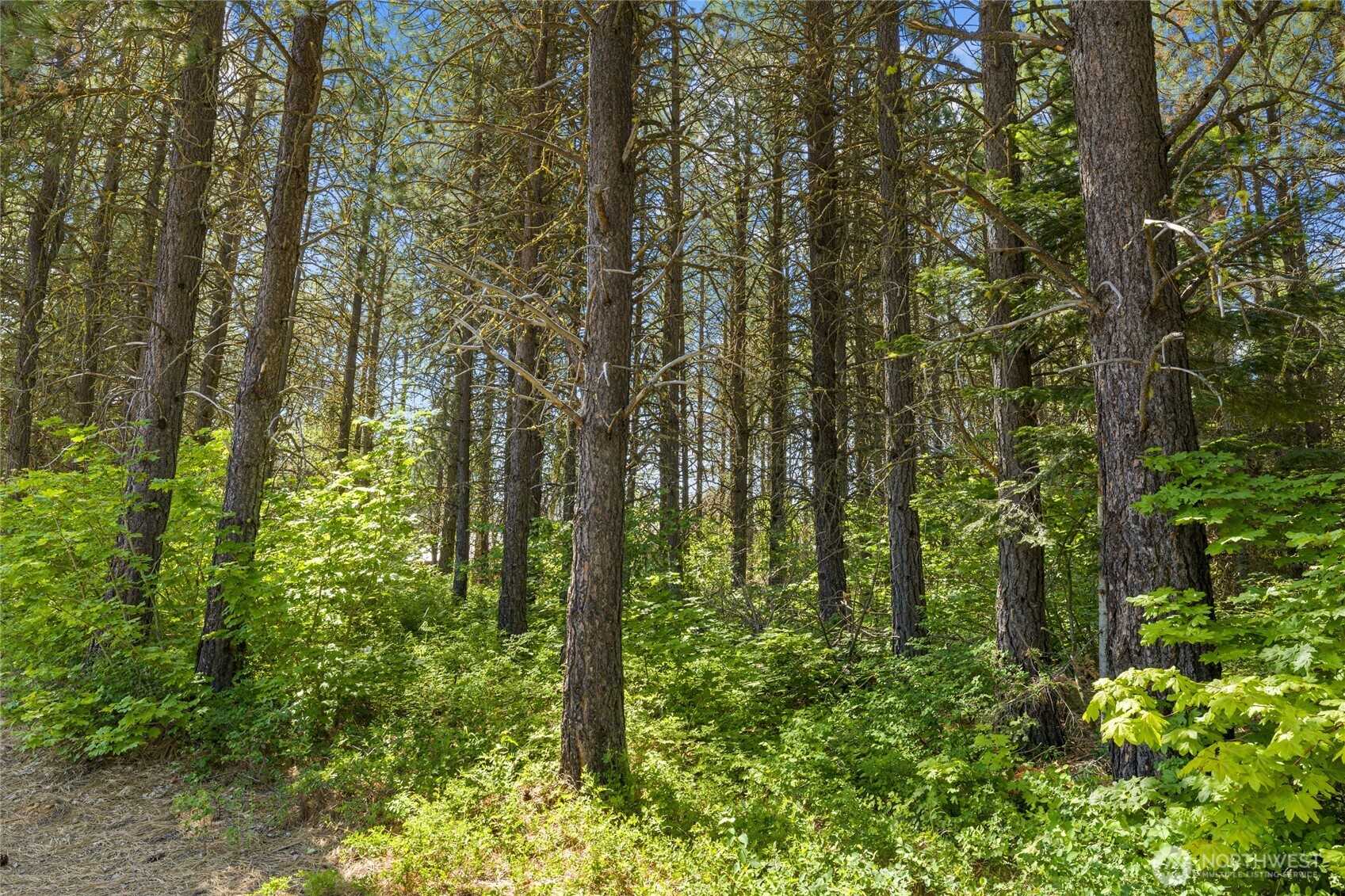 831 Iron Monarch Loop