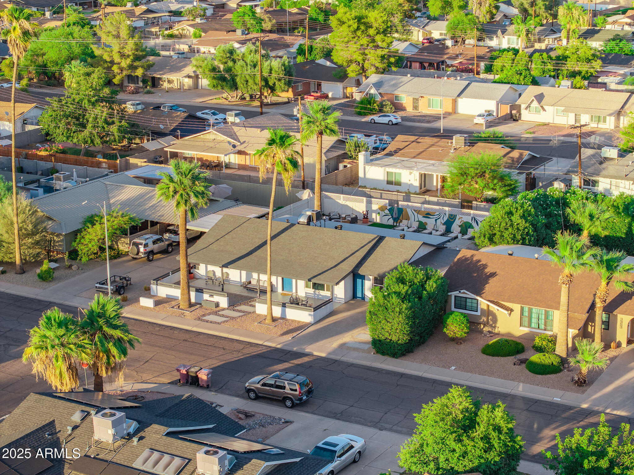 DESERT PALM