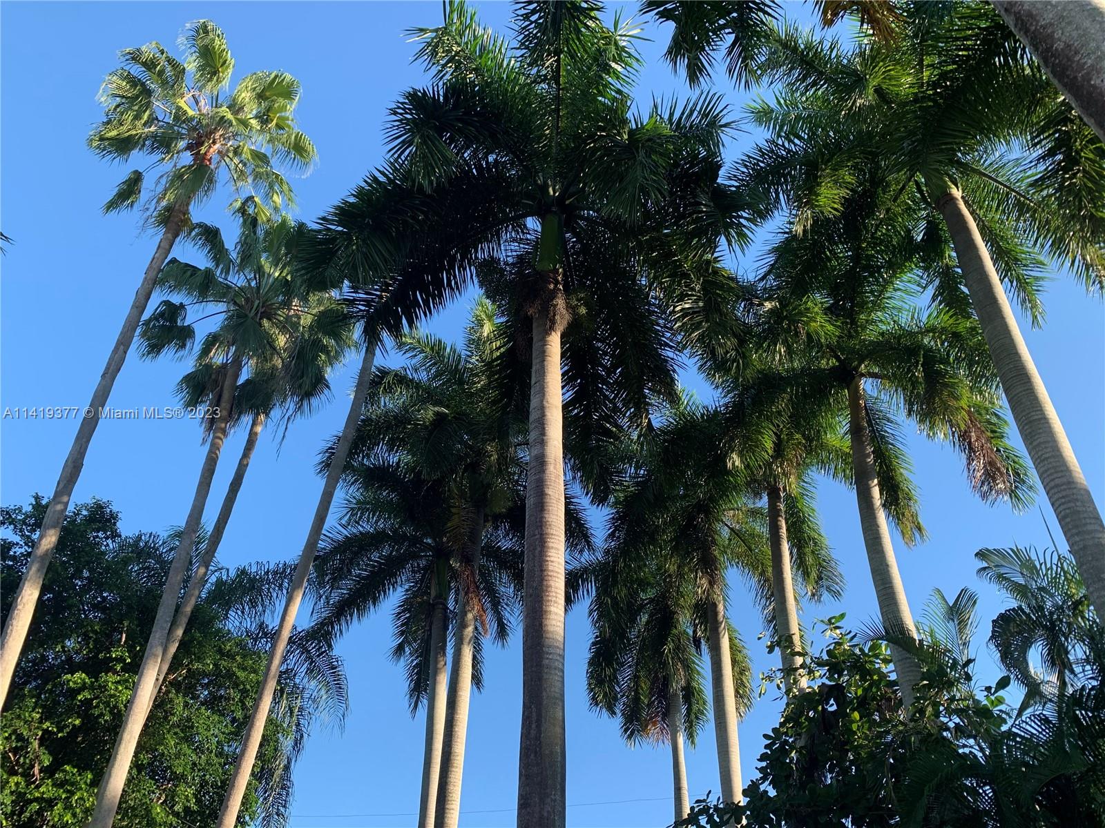 Tall palm trees rise above lush tropical landscaping against a clear blue sky.