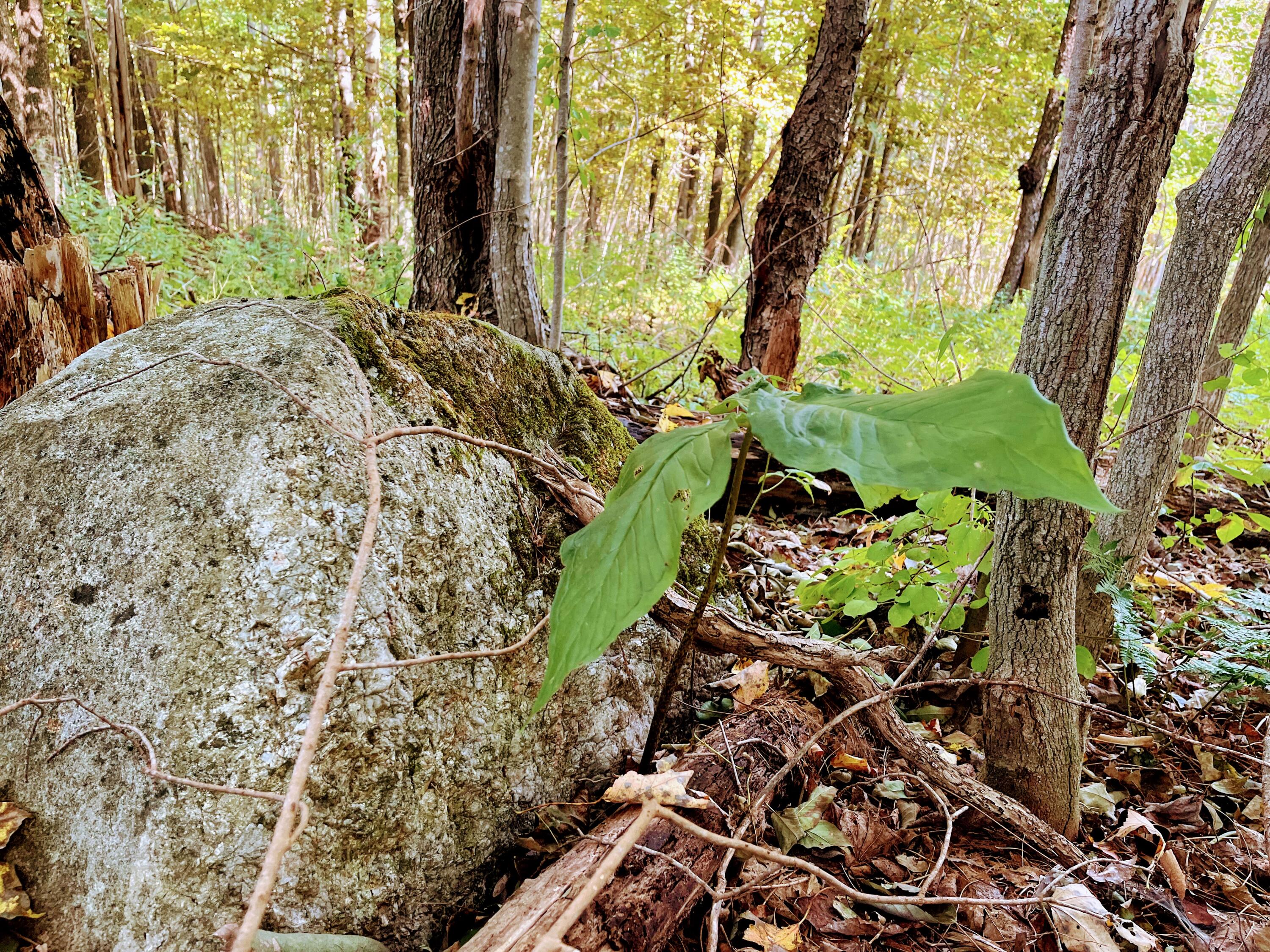 Map 34 L36 Masalin Road