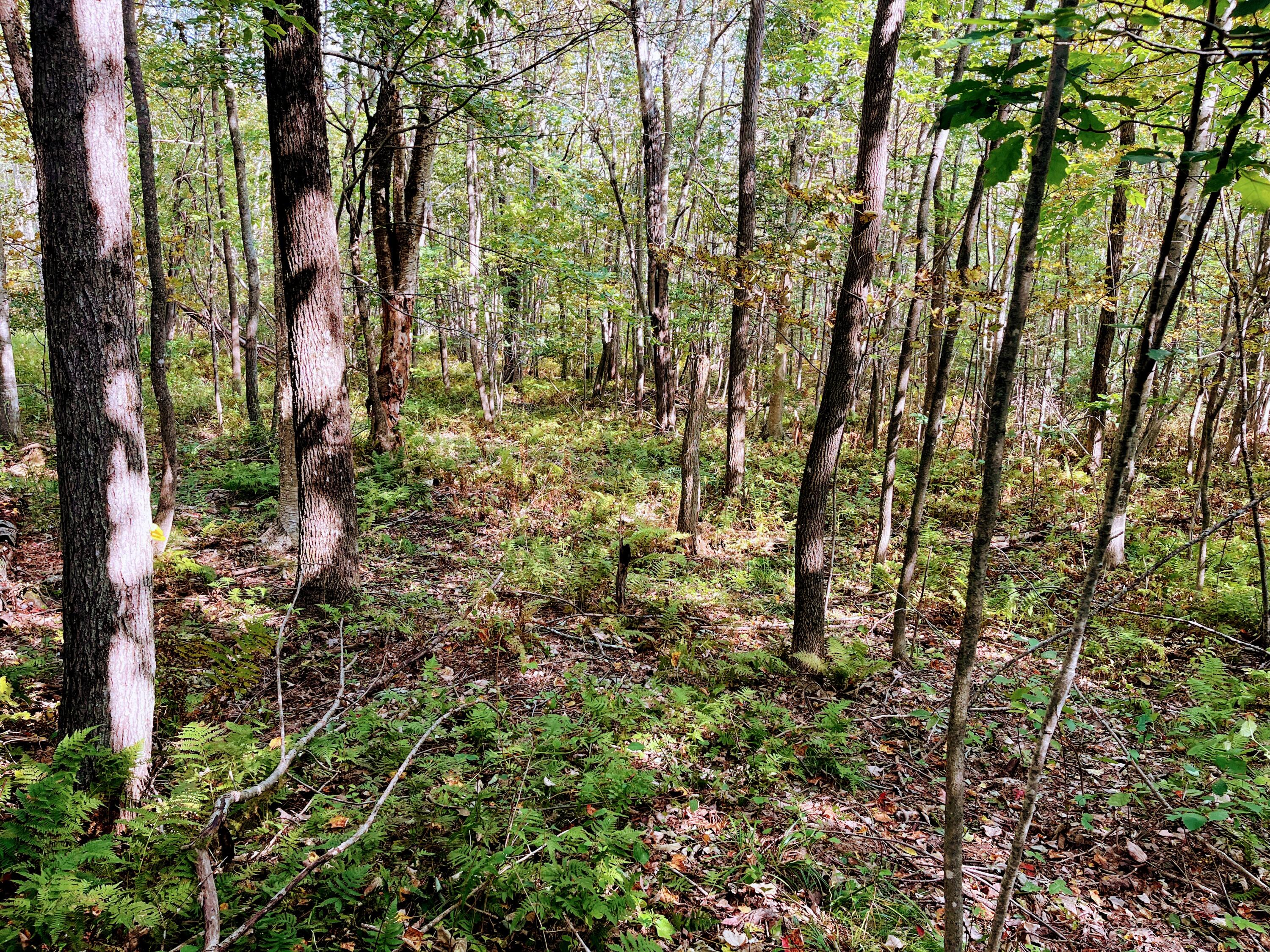 Map 34 L36 Masalin Road