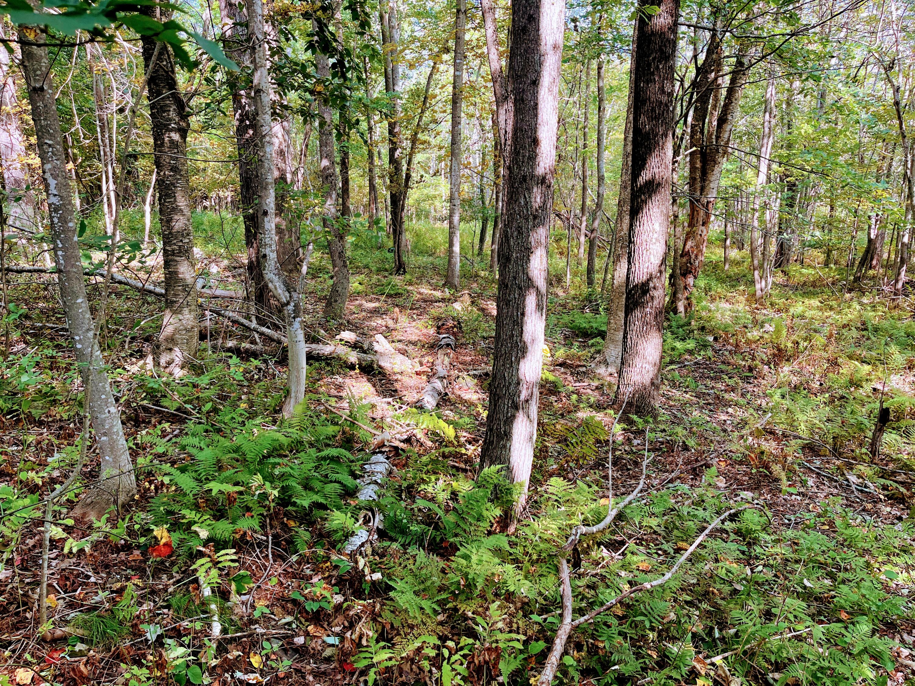 Map 34 L36 Masalin Road