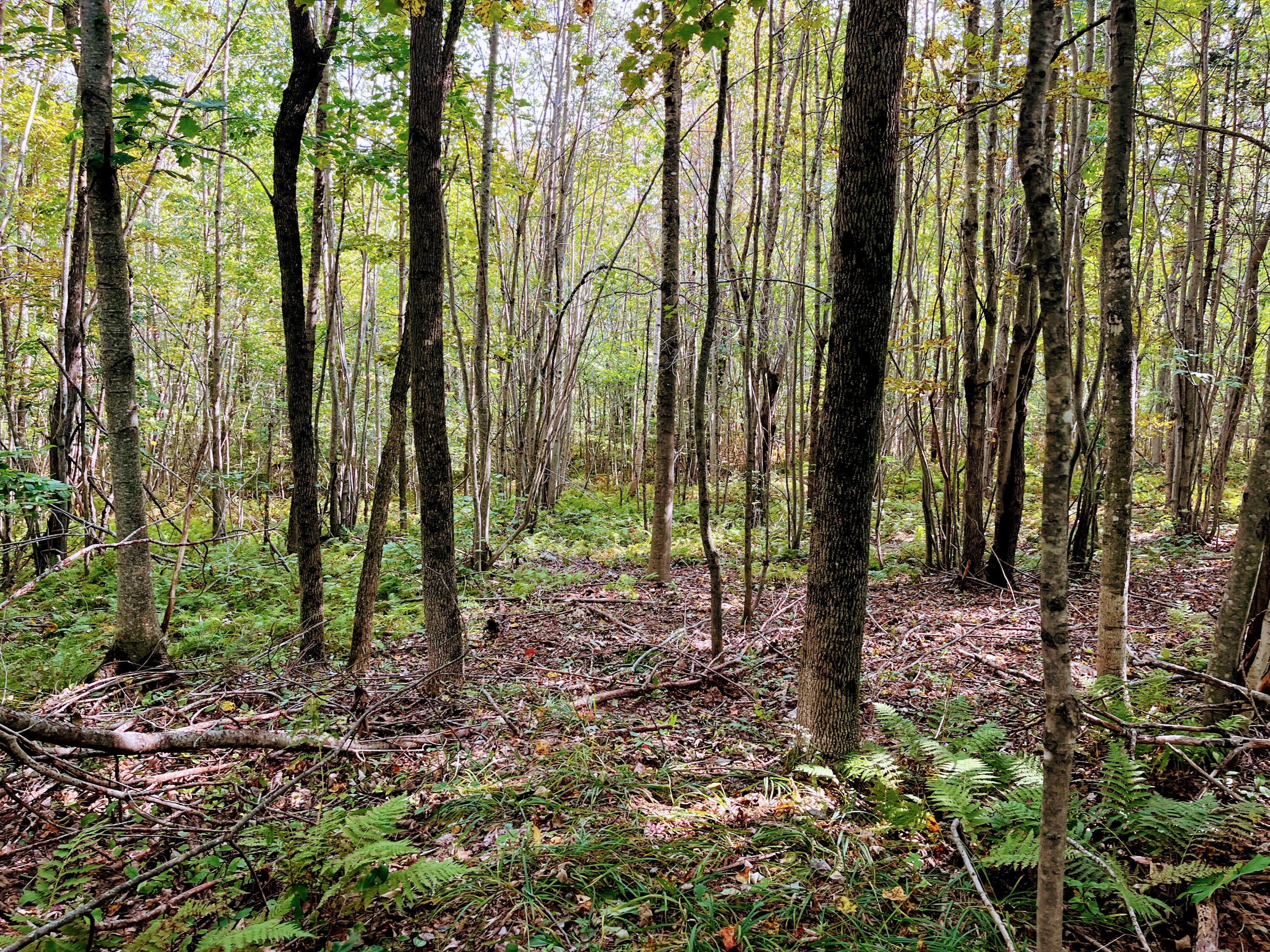 Map 34 L36 Masalin Road