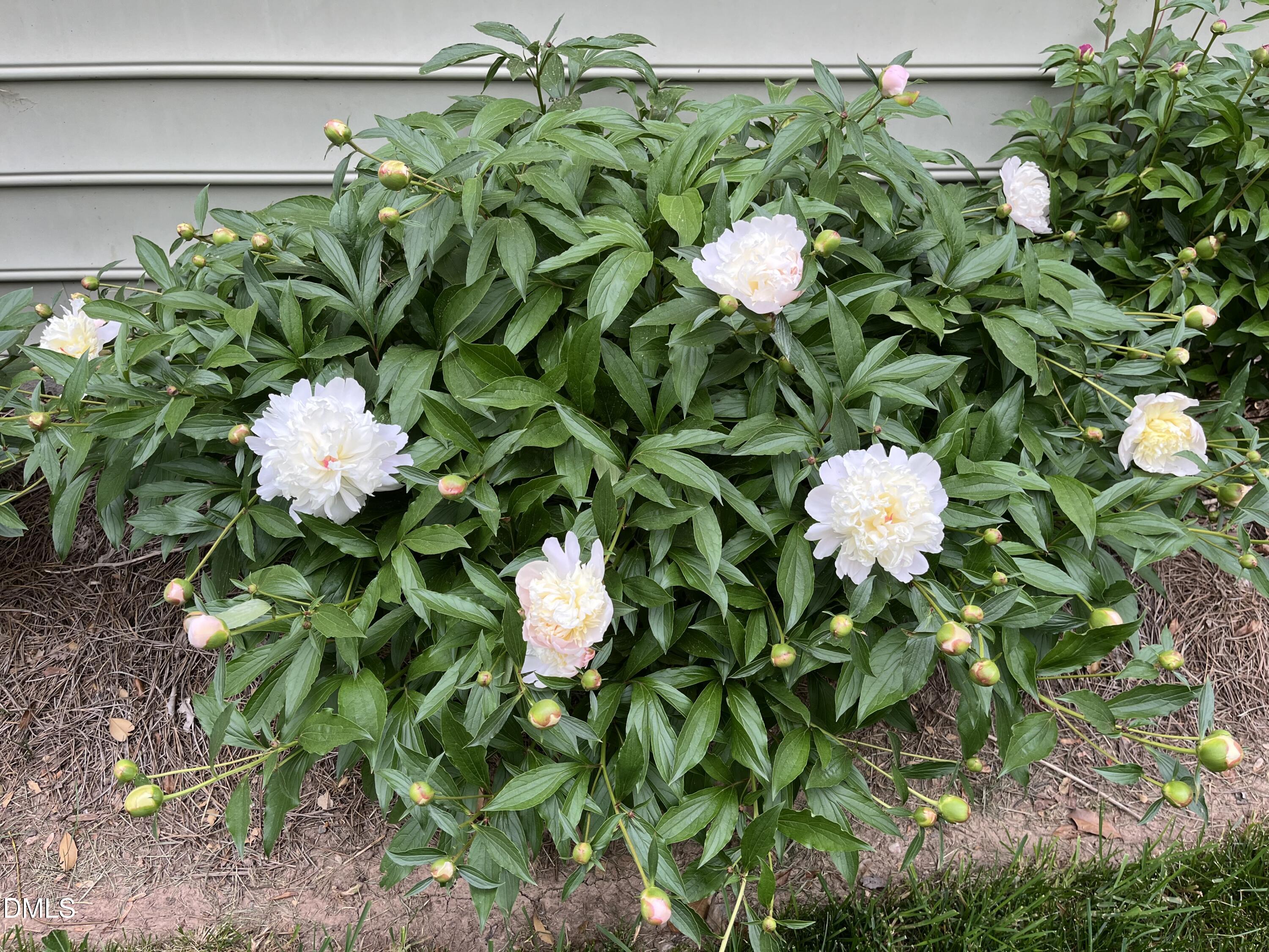 2103 Woodsdale Drive