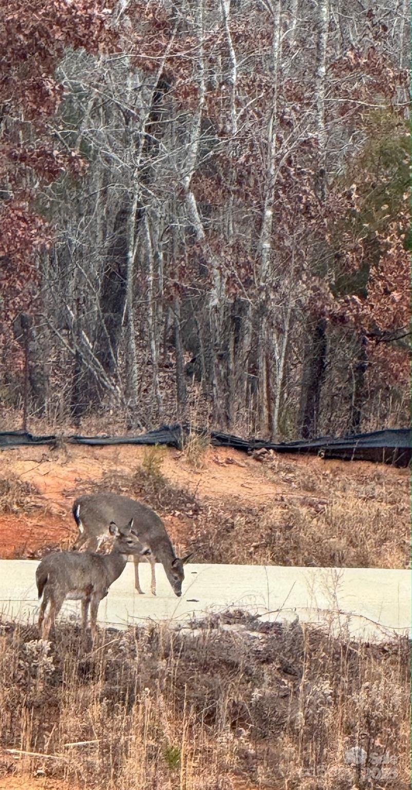 122 Cotton Creek Drive