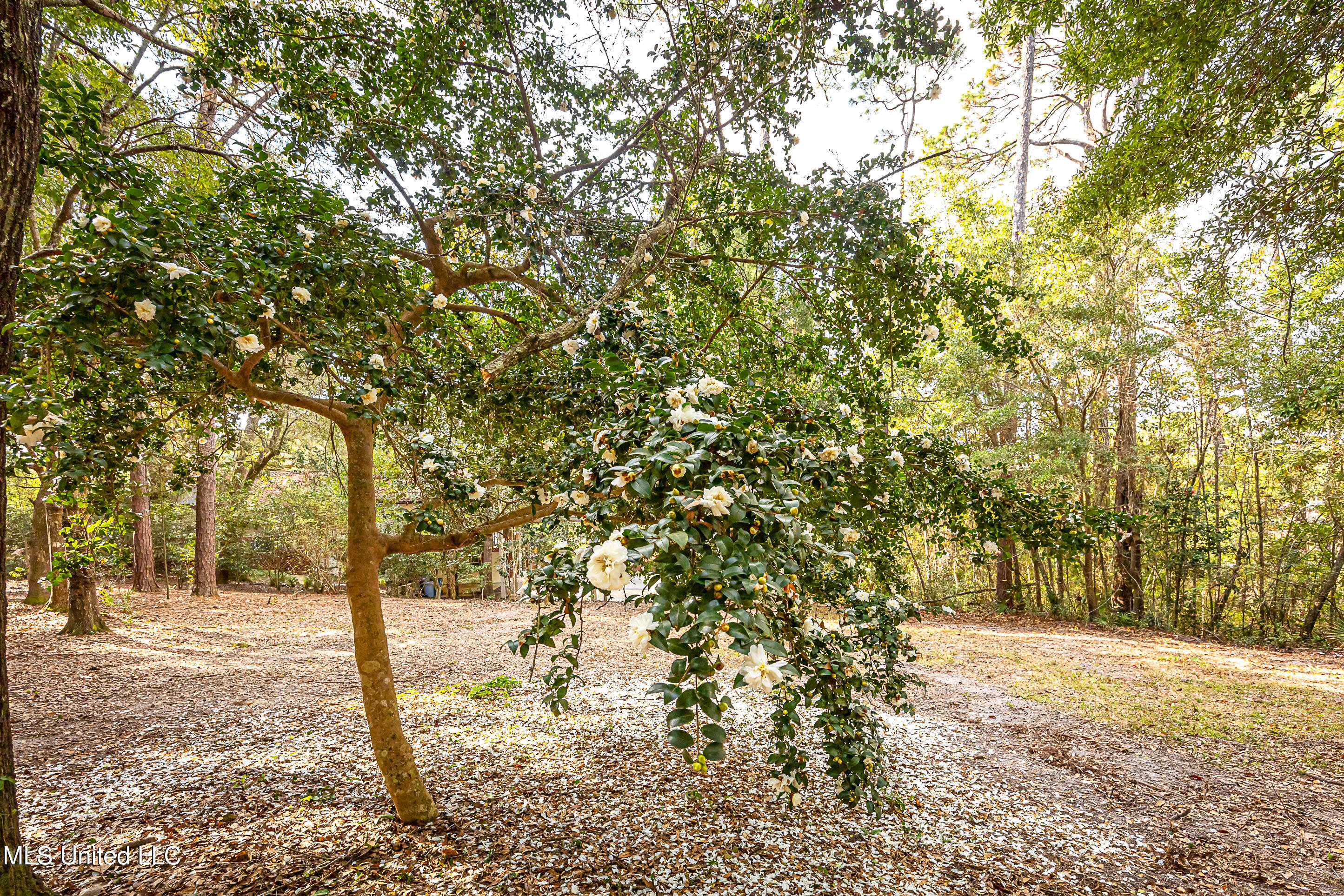 132 Pine Drive