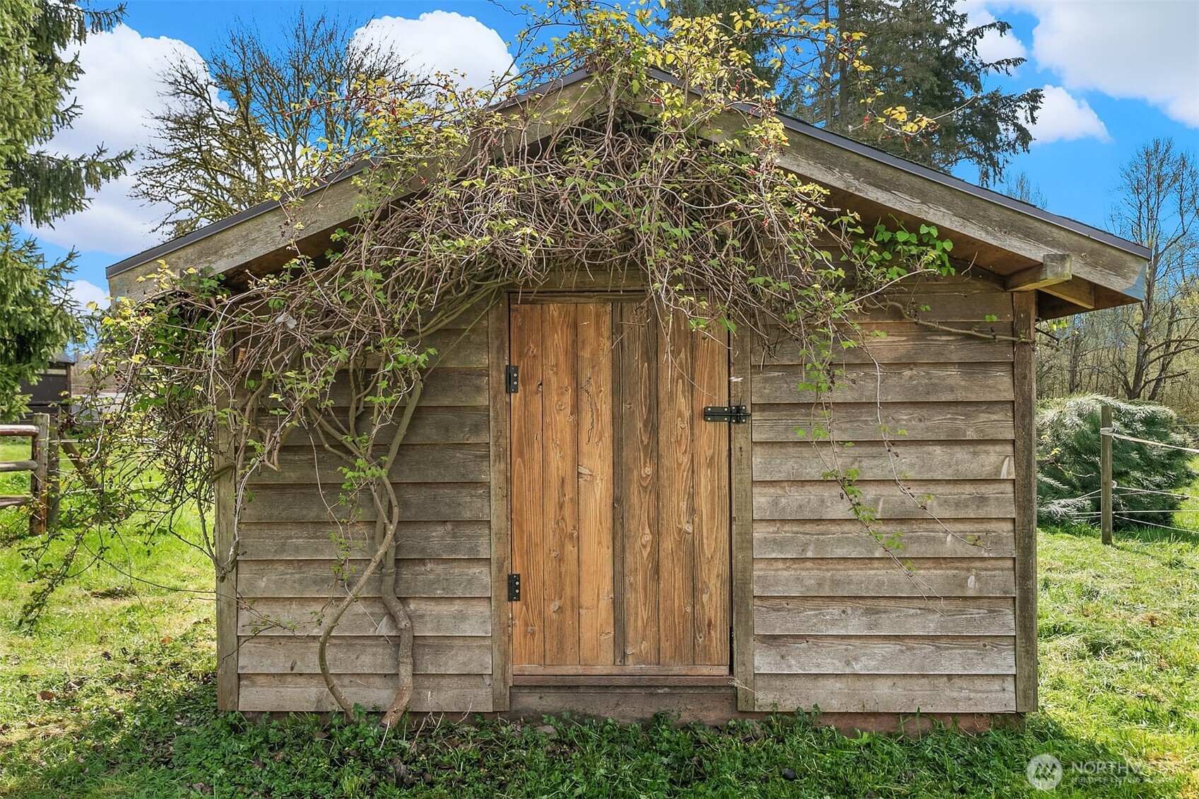 Weathered wooden shed with double doors and vines spreading across its gabled roof.
