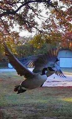 1155 Point Vista Road