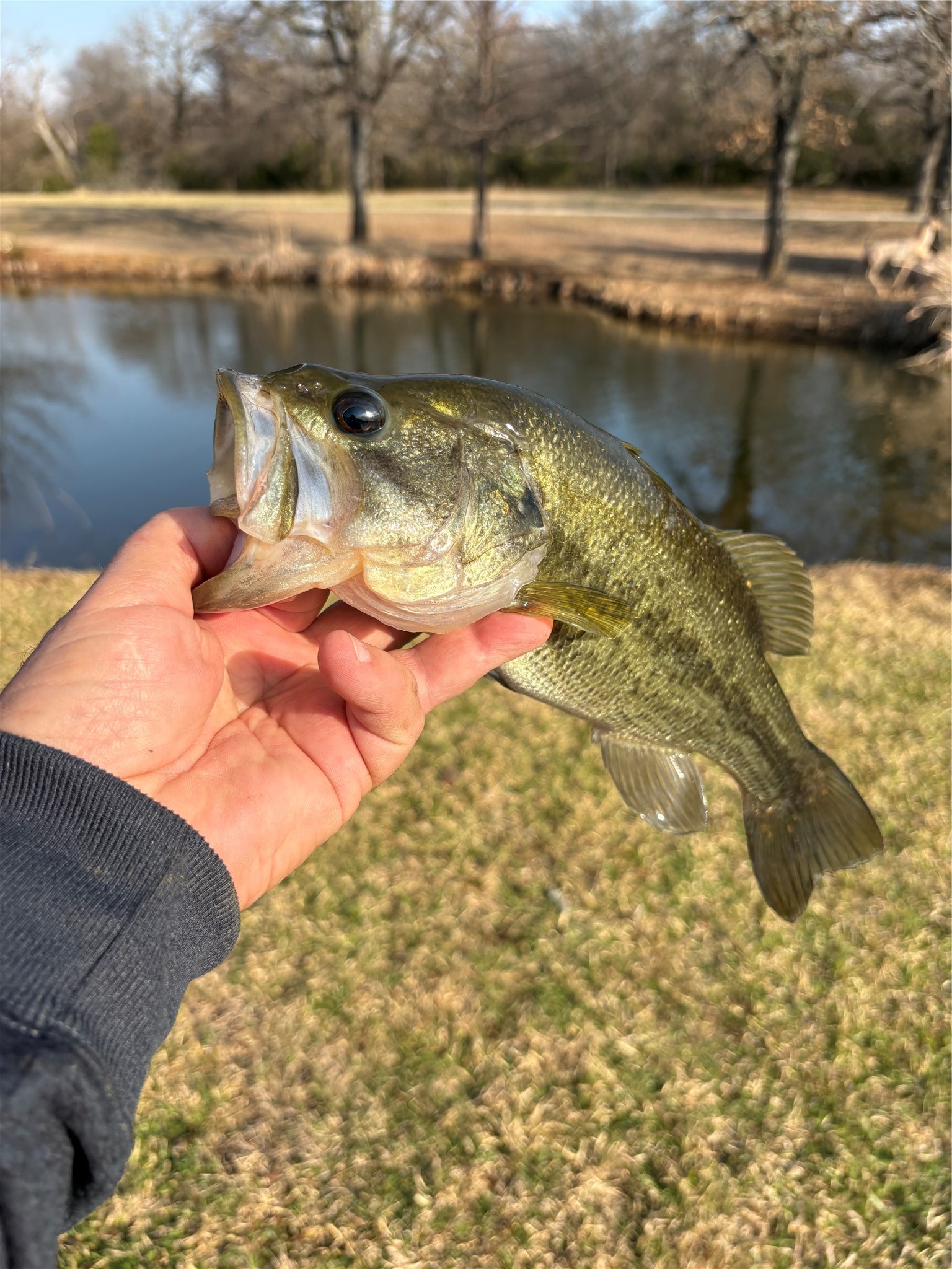 1155 Point Vista Road