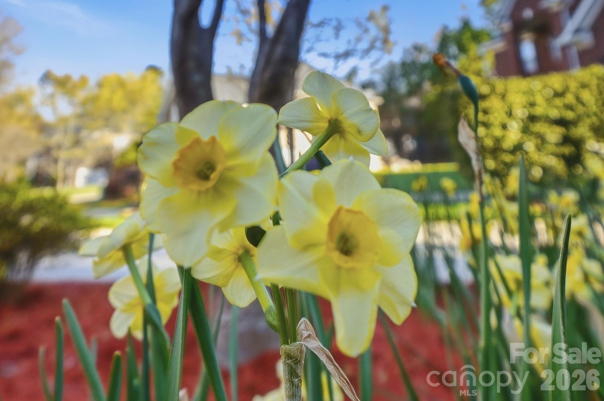 1038 Patricians Lane