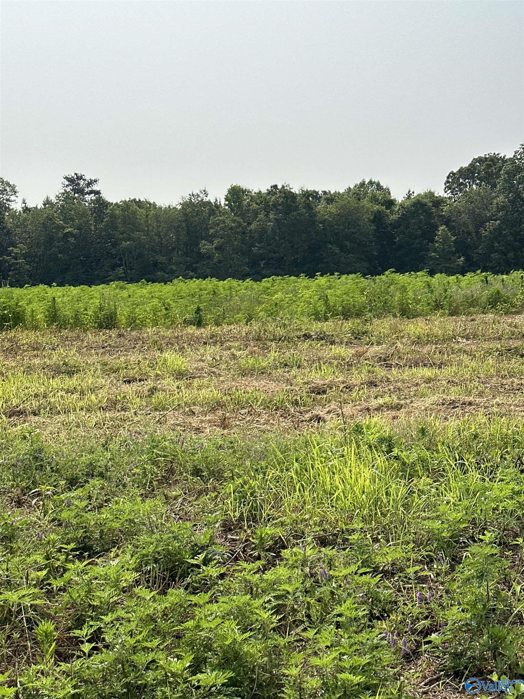 Tract 37 Hays Mill Road