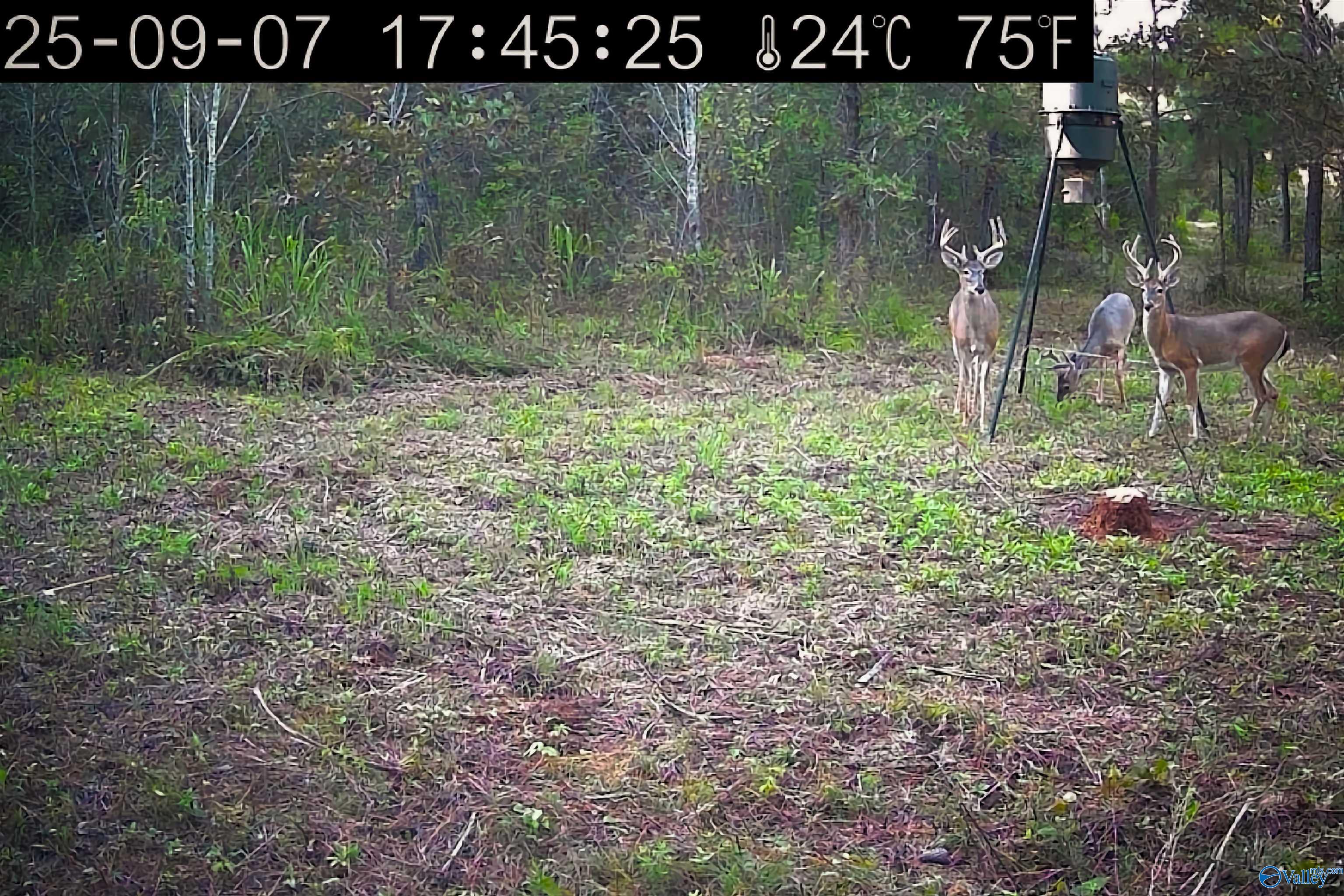 1230 Curry Chapel Road