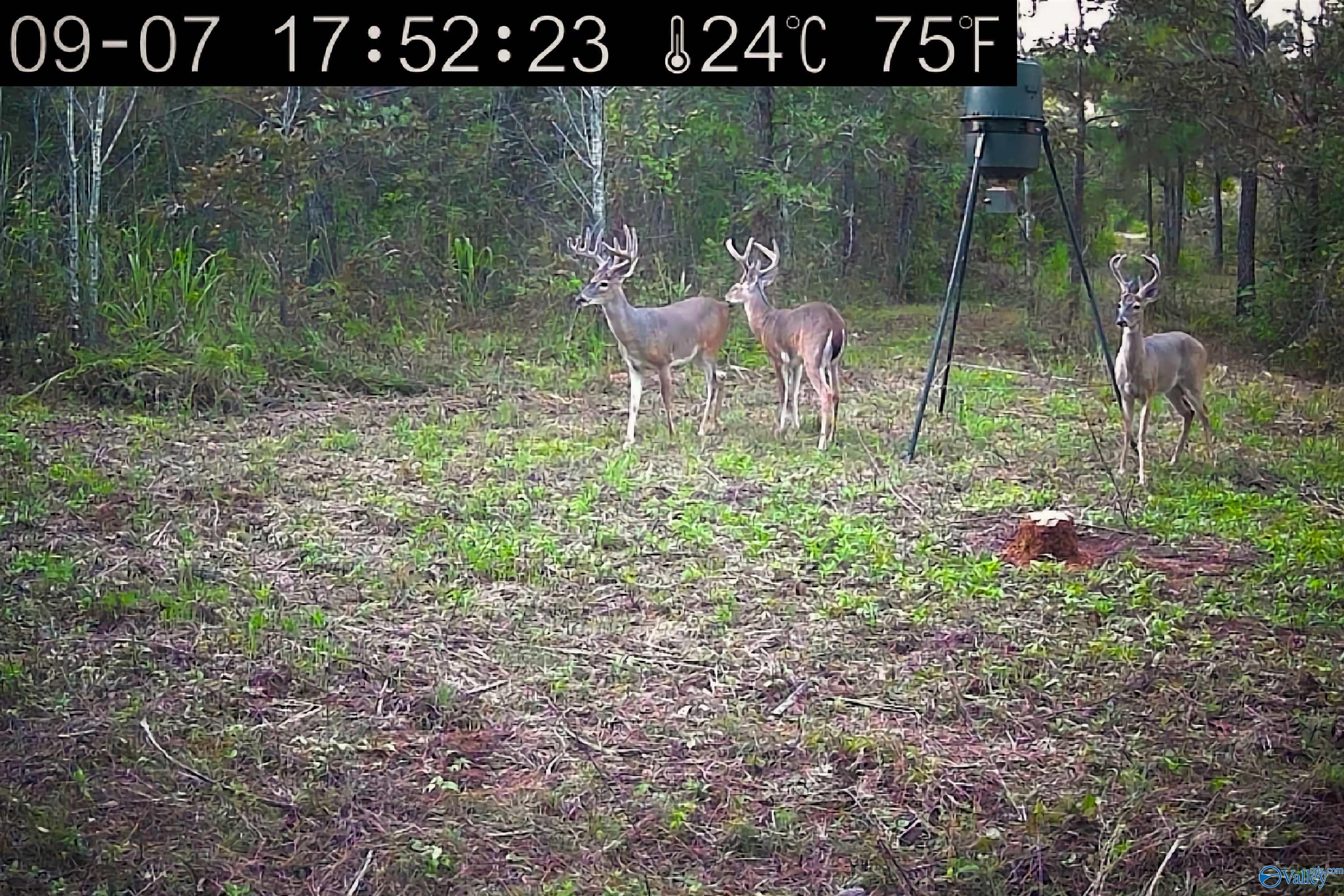 1230 Curry Chapel Road