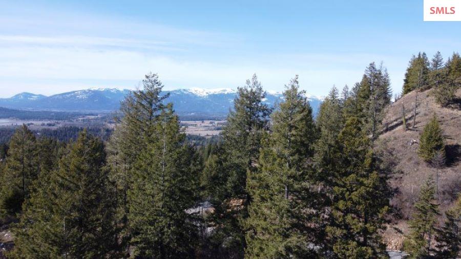 NNA T1-B Green Monarch