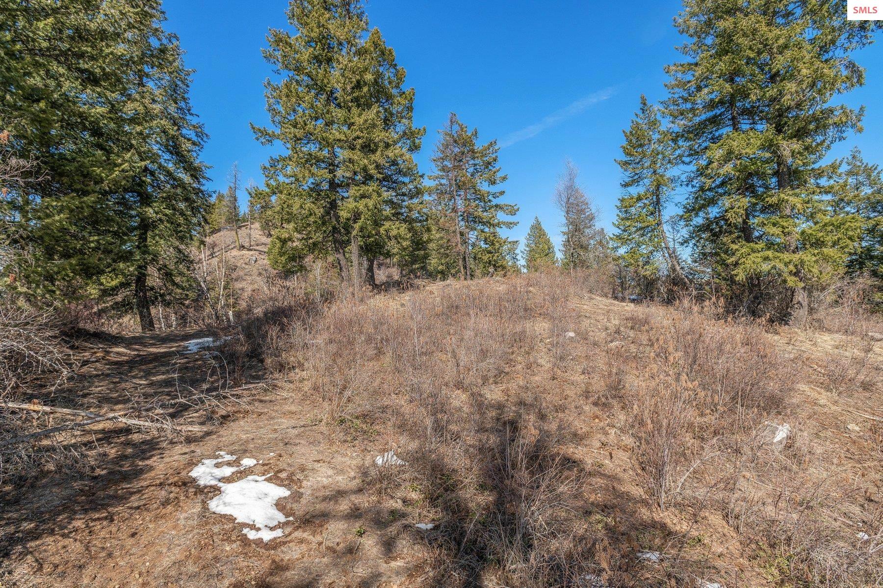 NNA T1-B Green Monarch