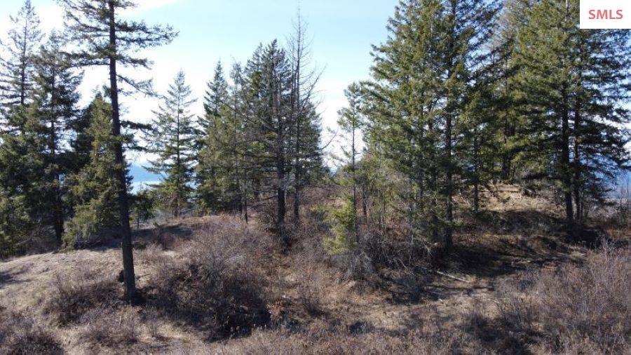 NNA T1-B Green Monarch