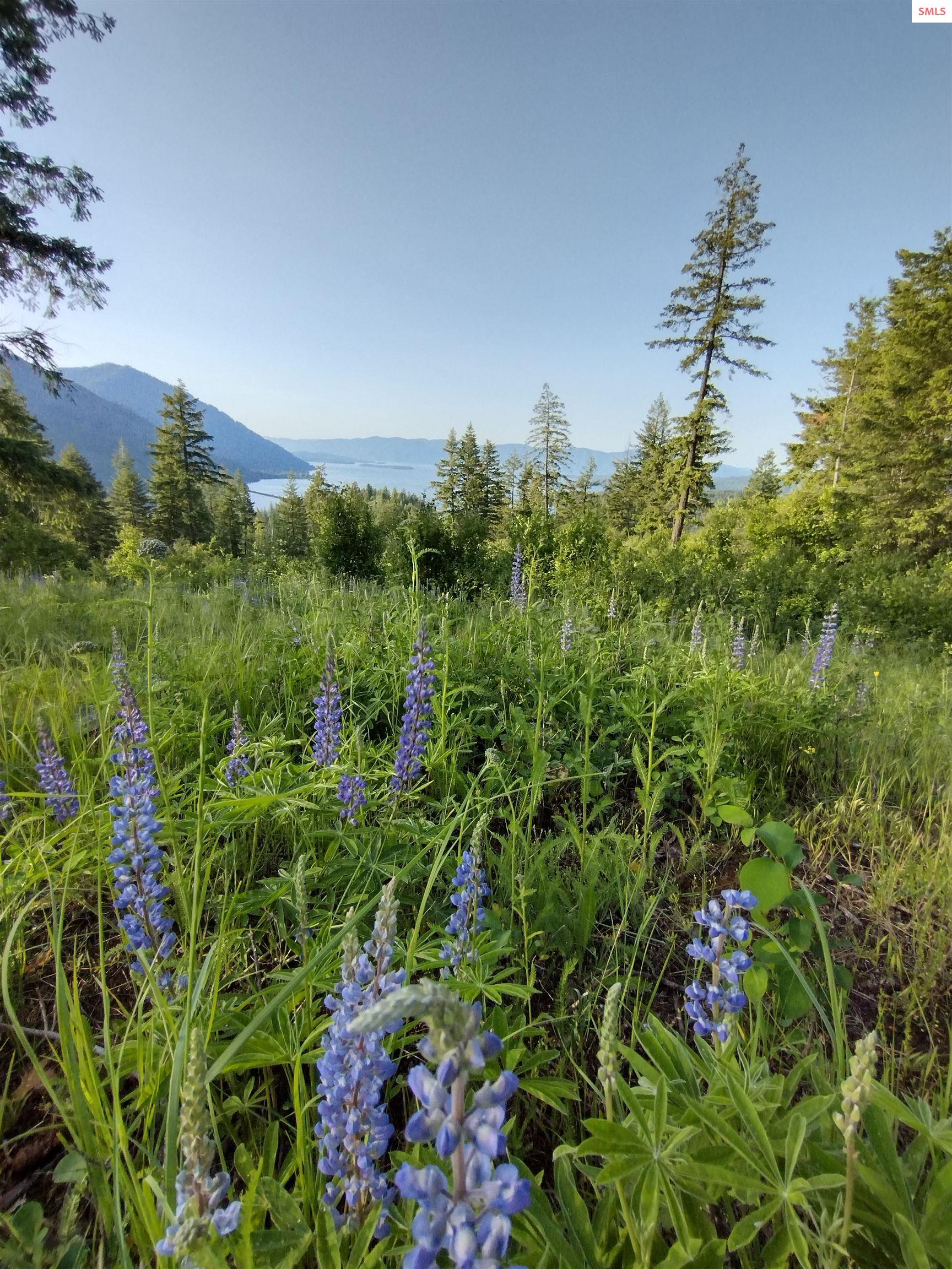 NNA T1-B Green Monarch