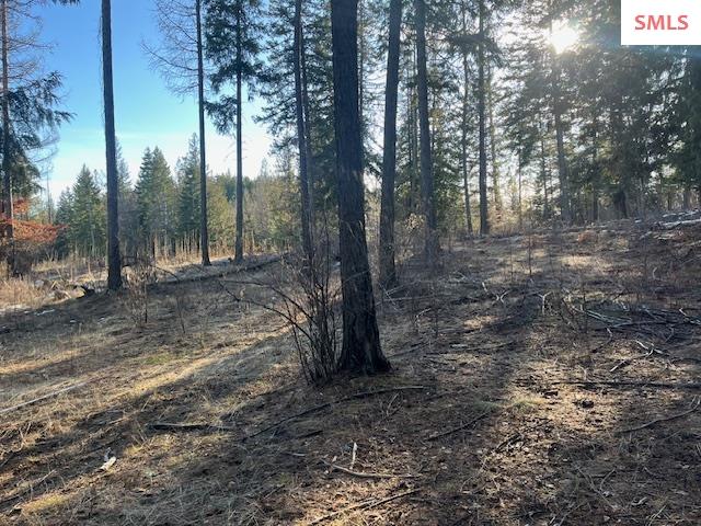 111 Forest Highland