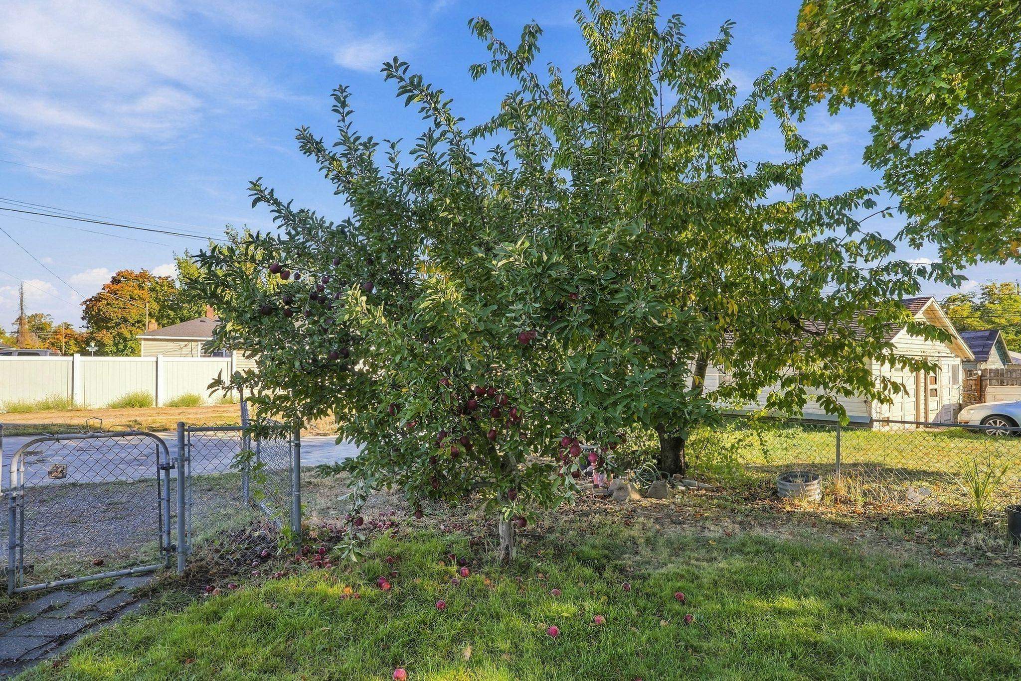 Backyard apple tree laden with dark red apples beside a chain-link fence and grassy lawn.