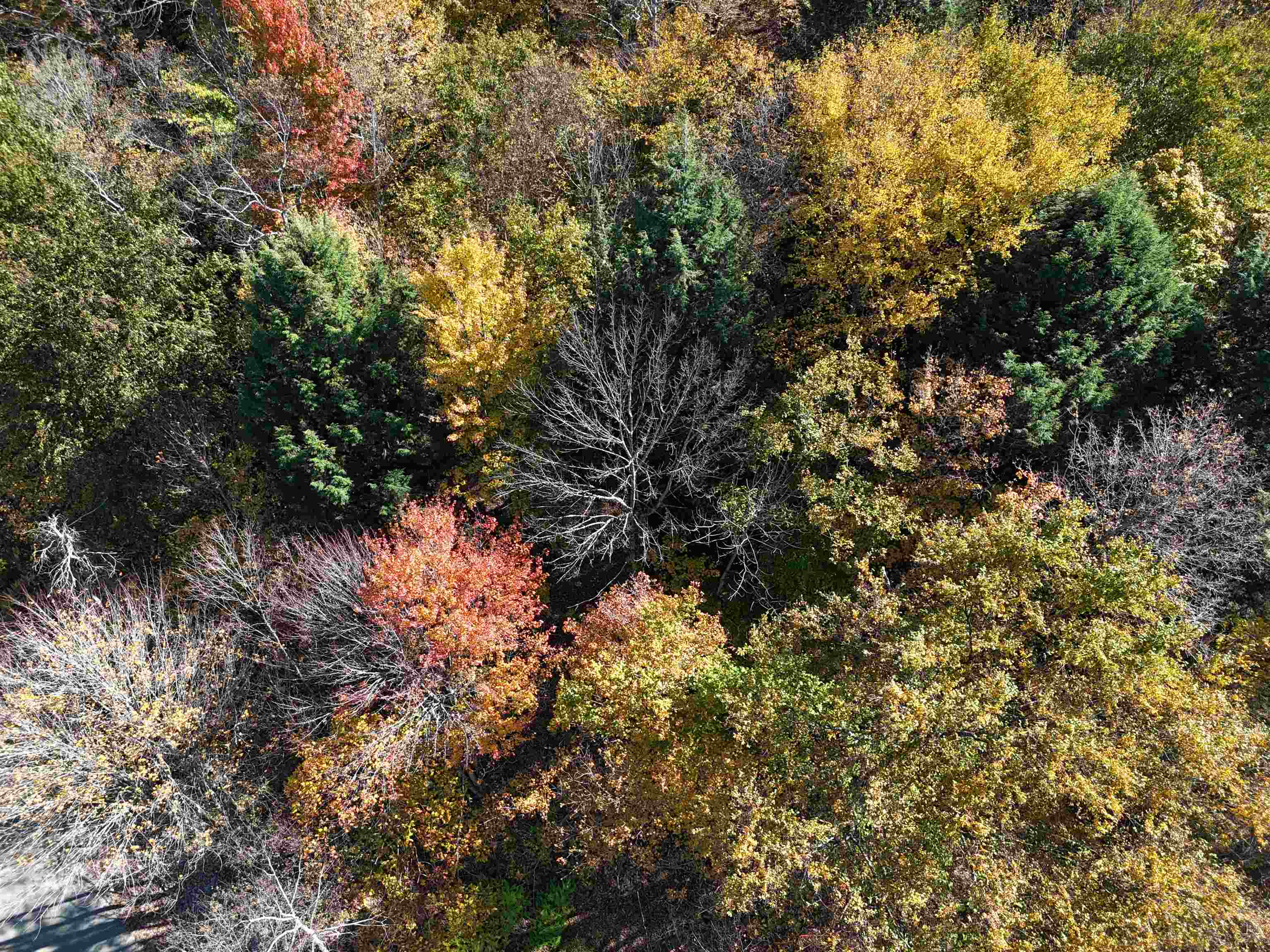0 Dogwood Springs Road Unit: Lot 3