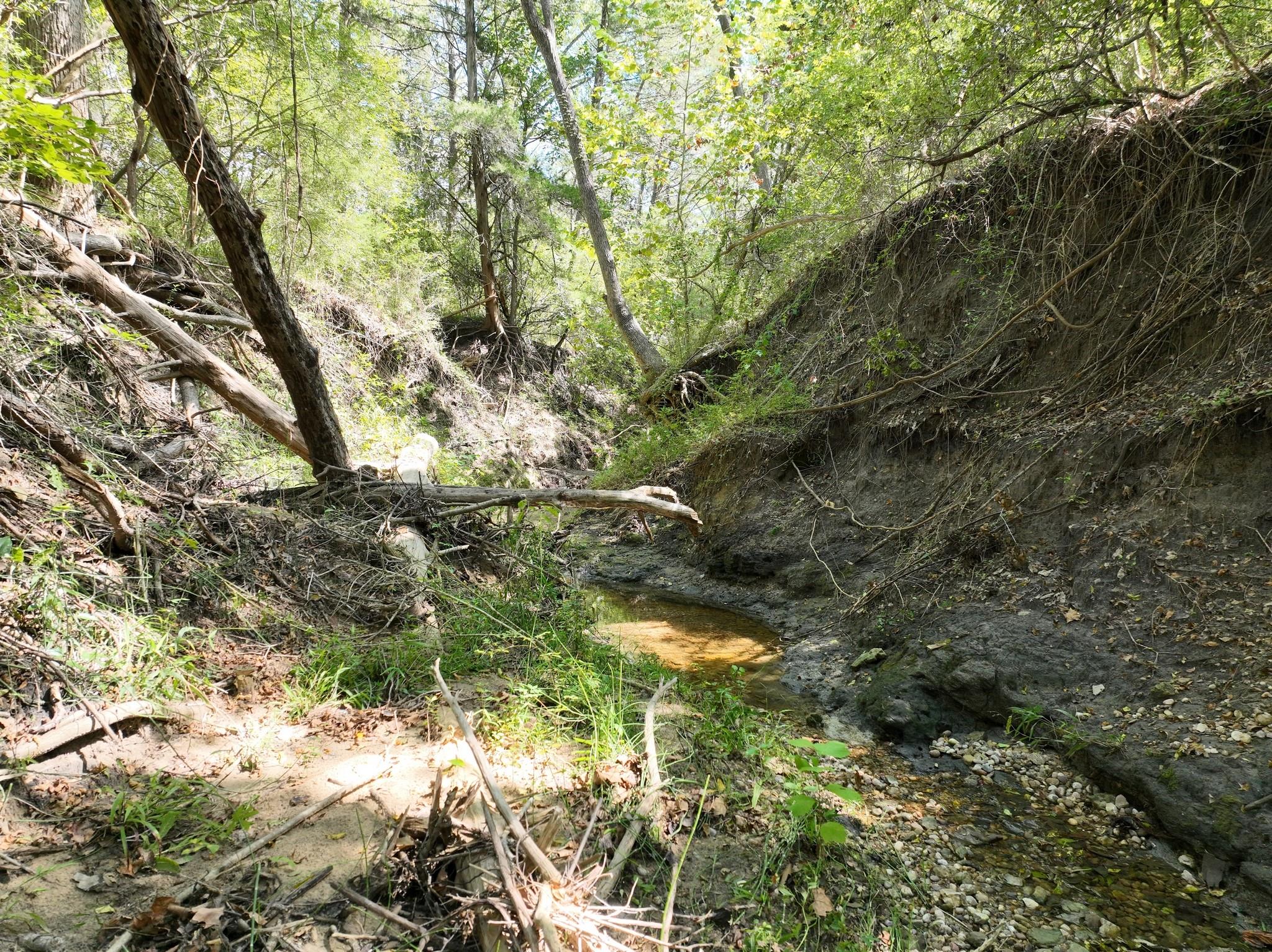 Wooded property creek winding through a ravine beneath leafy trees.