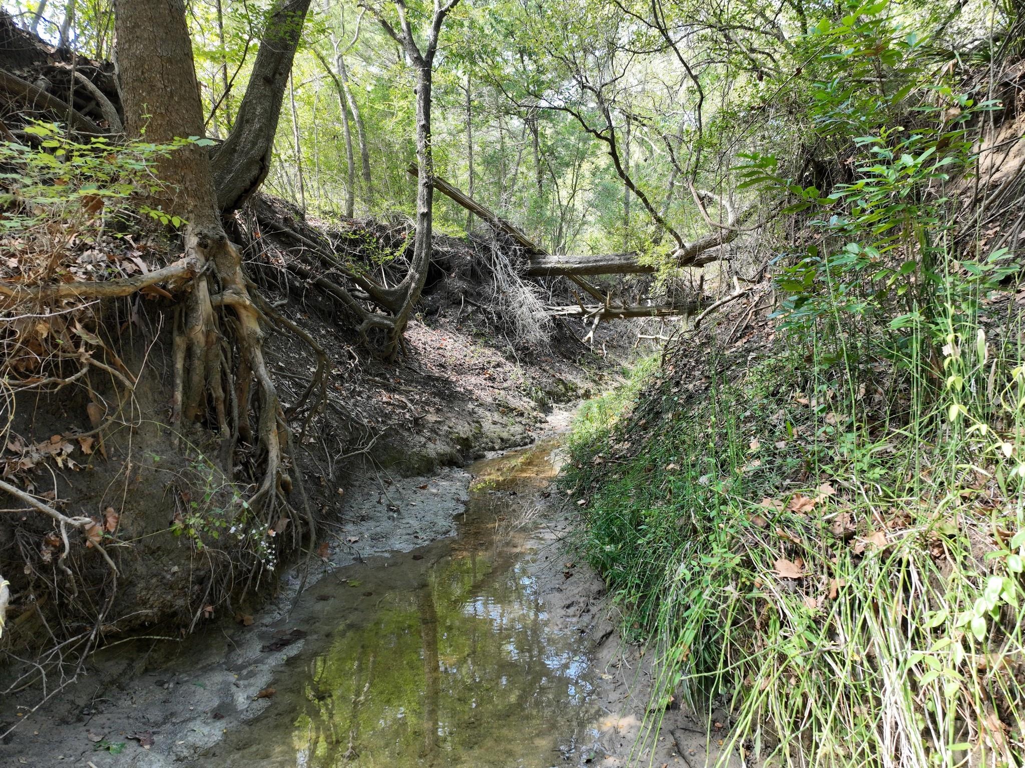 Shallow creek through woods, edged by exposed tree roots and crossed by fallen trunks.