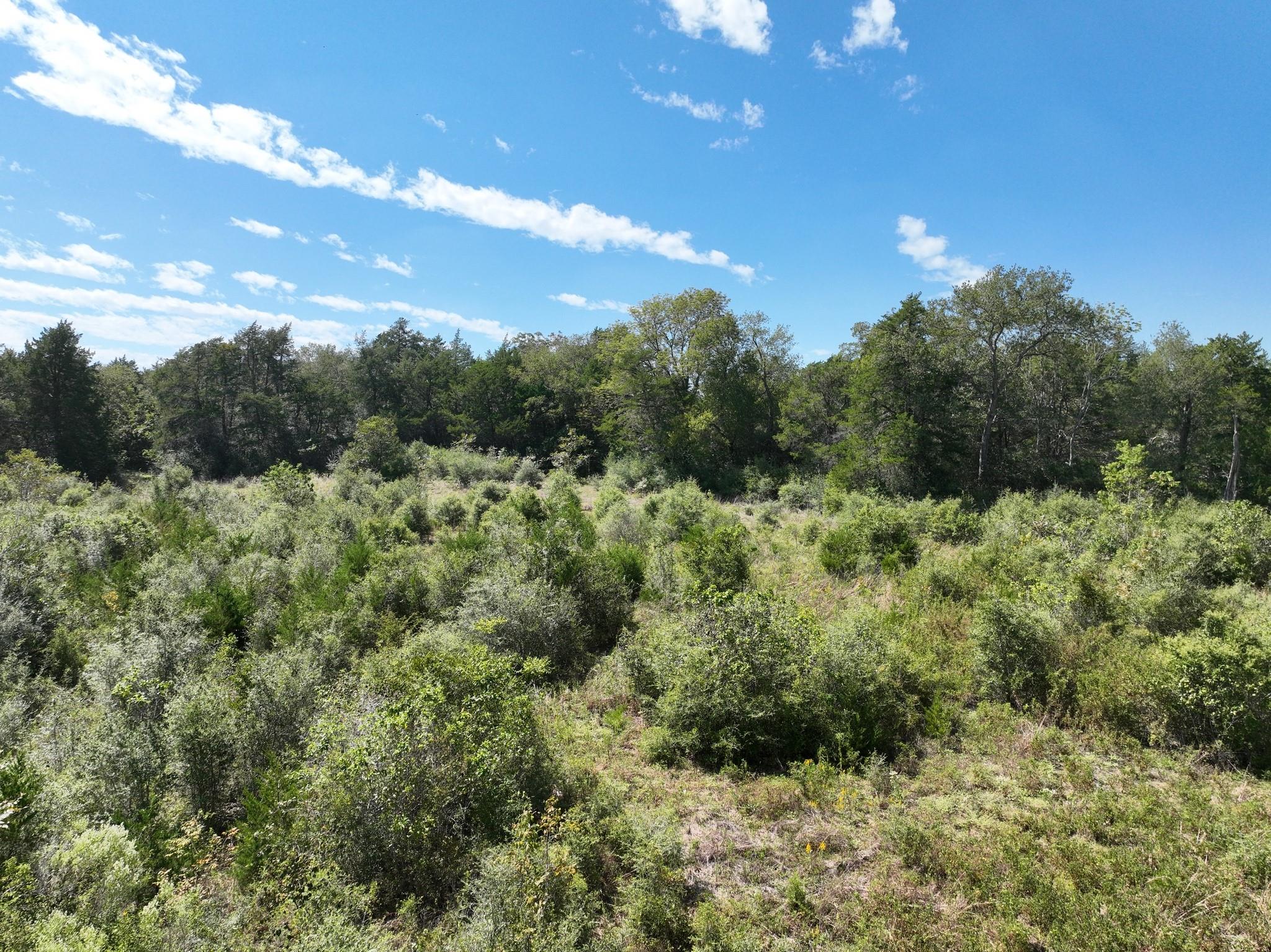 Brush-covered land with a grassy clearing and mature trees beneath a blue sky.