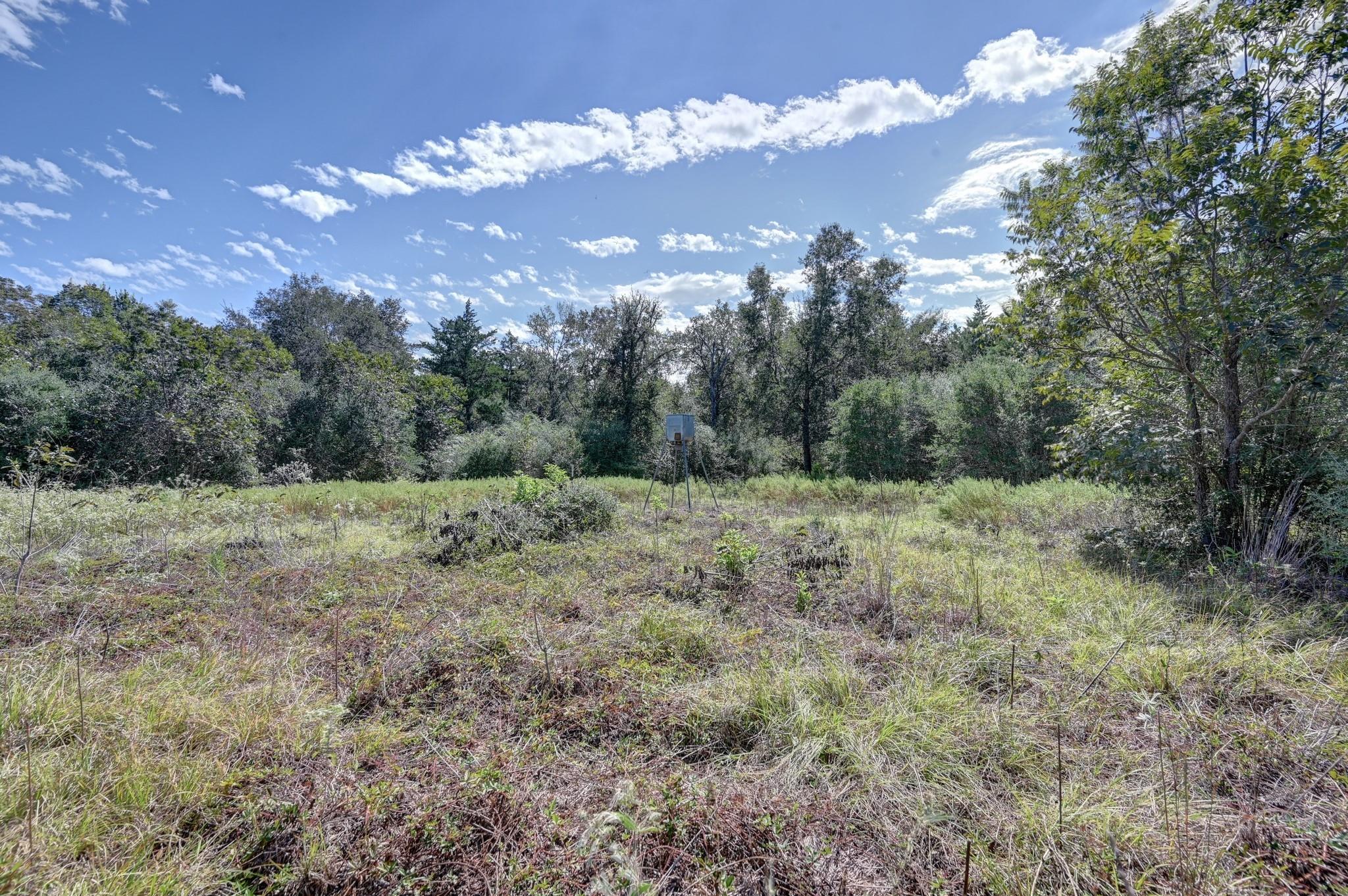 Grassy clearing bordered by trees, with a small elevated stand near the center.