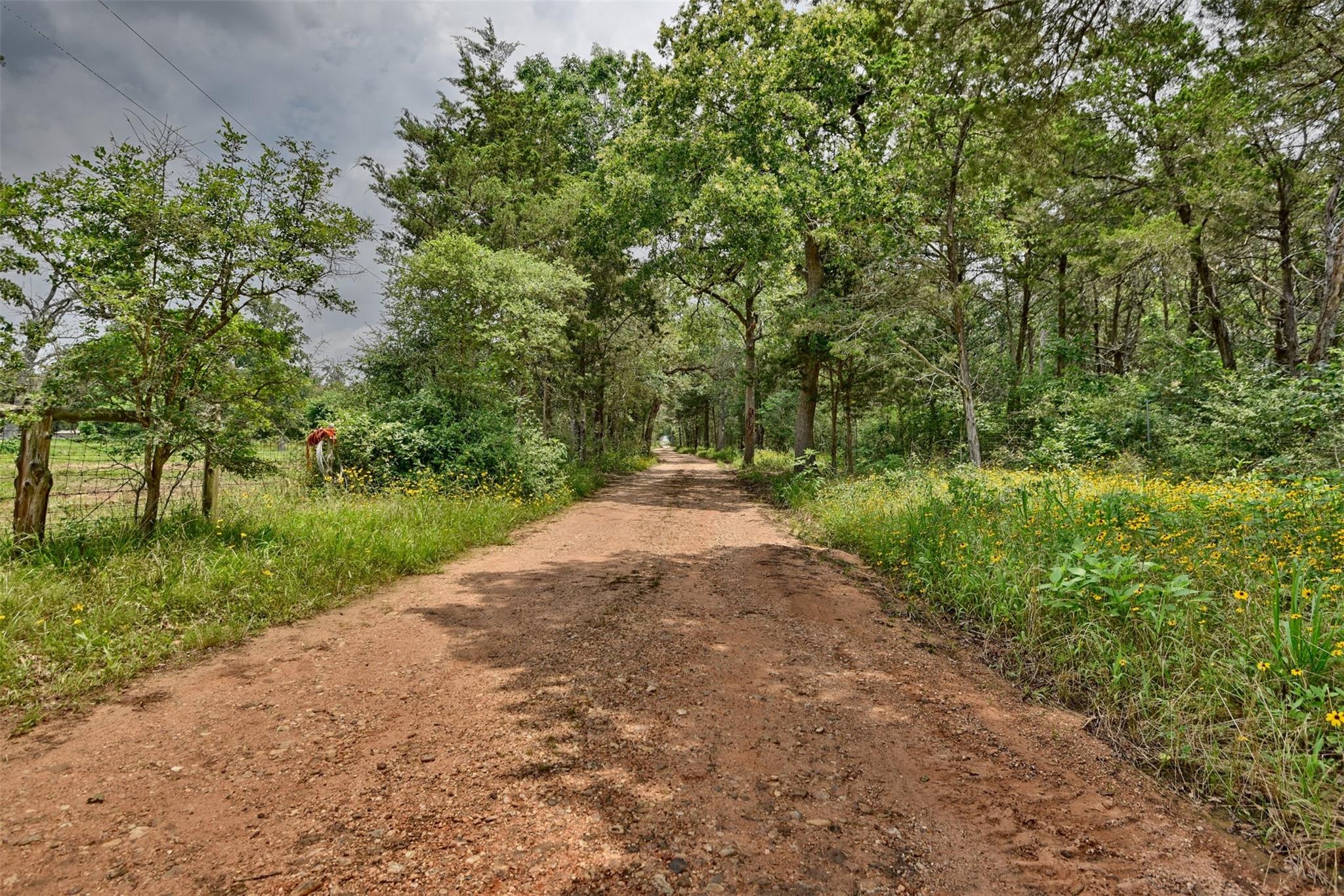 Gravel driveway winding beneath trees, bordered by grass and yellow wildflowers.