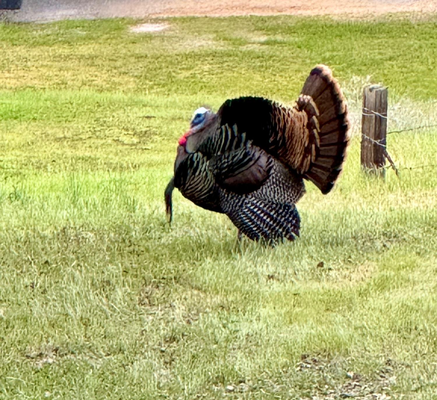 14801 Vaira Ranch Road