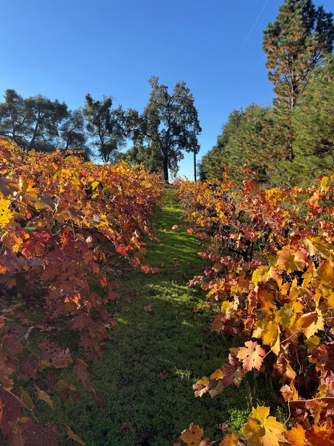 17476 Fiddletown Road