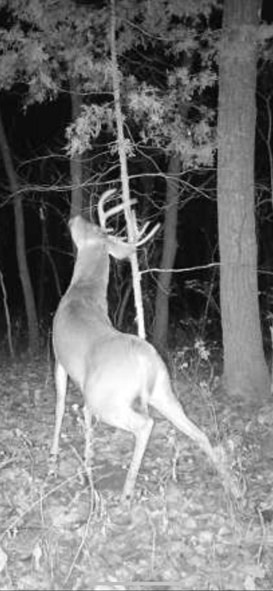 Route 4 Box 82 And 84