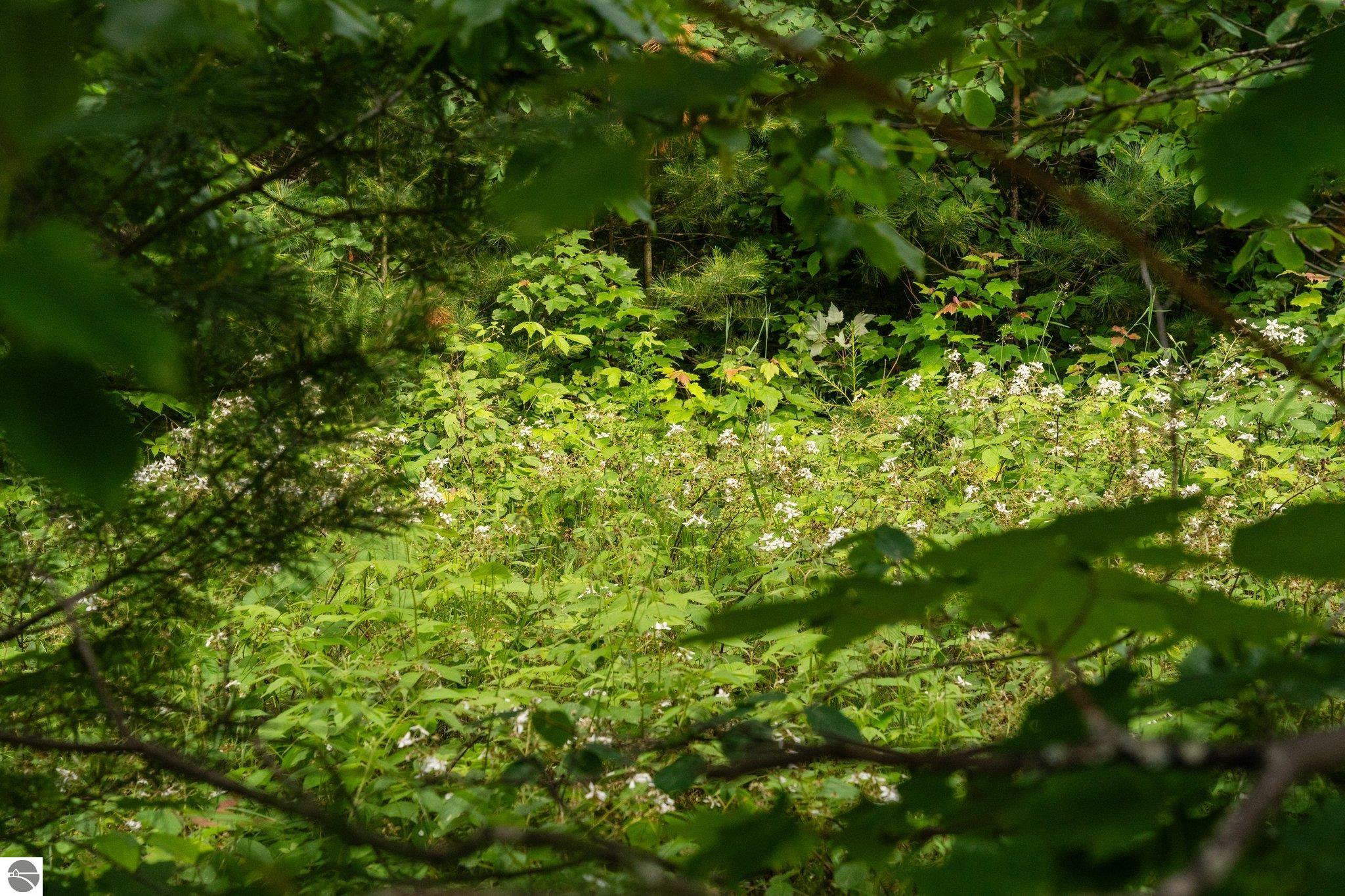 20 acres V/L Doerr Road